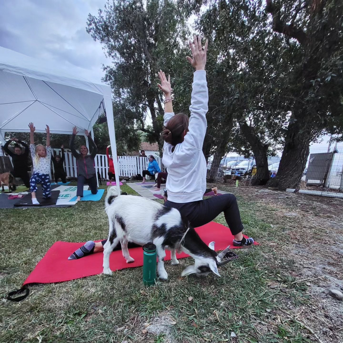 Goat Yoga