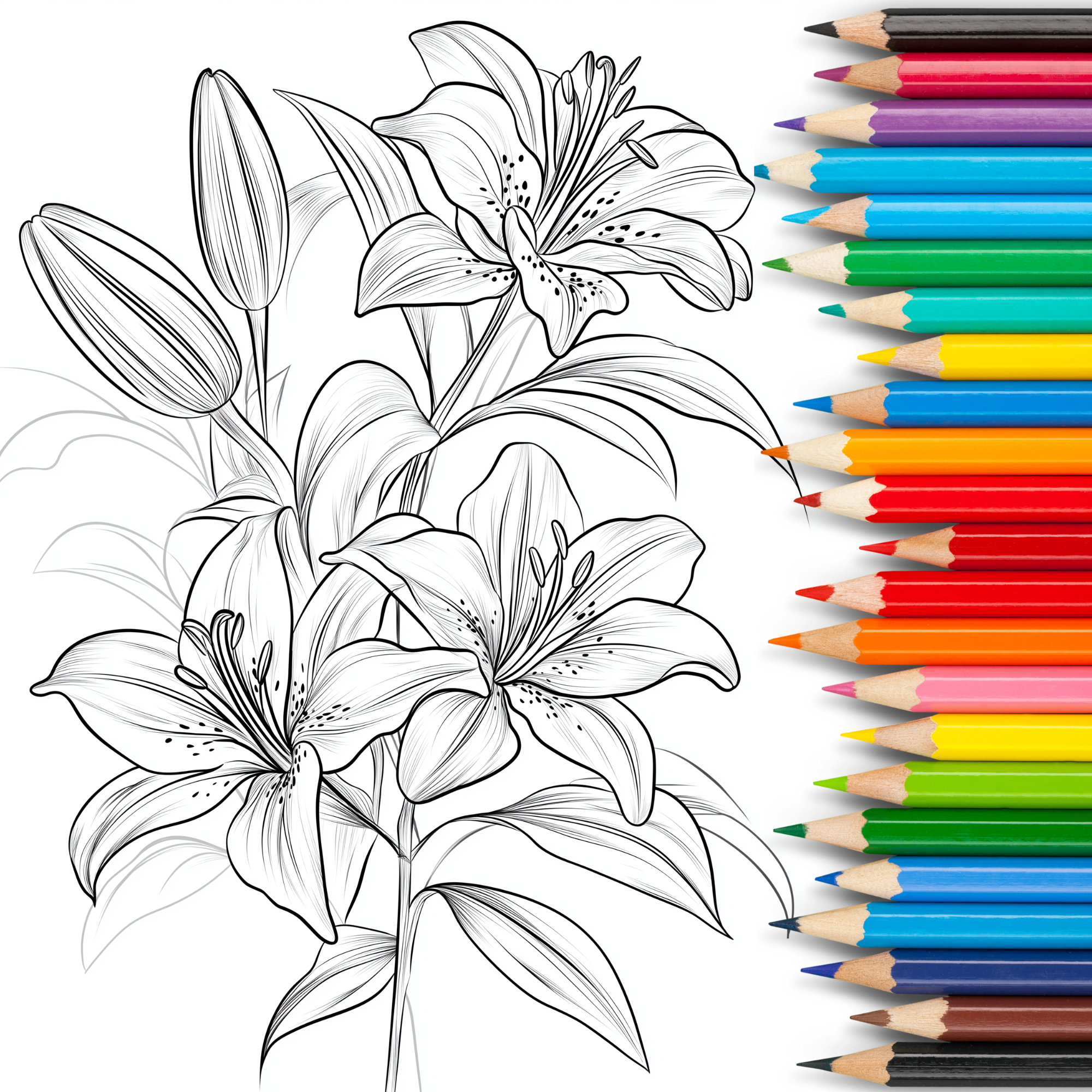 50 Detaillierte Blumen Malvorlagen für Erwachsene | Entspannendes Ausmalen | Sofort Download |Florale Muster | Kreative Auszeit Stressabbau