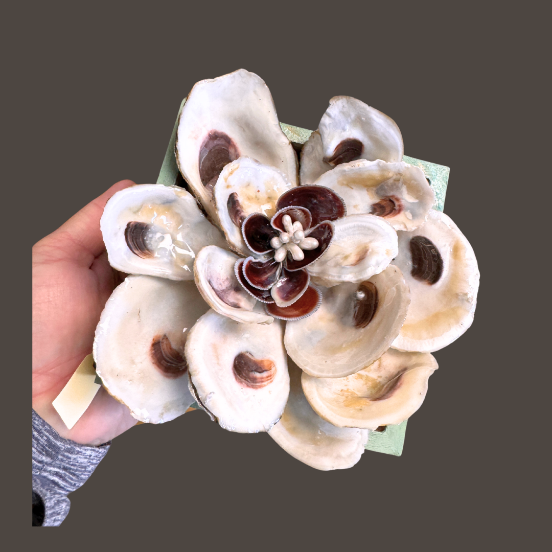 Oyster Shell Magnolia Flower