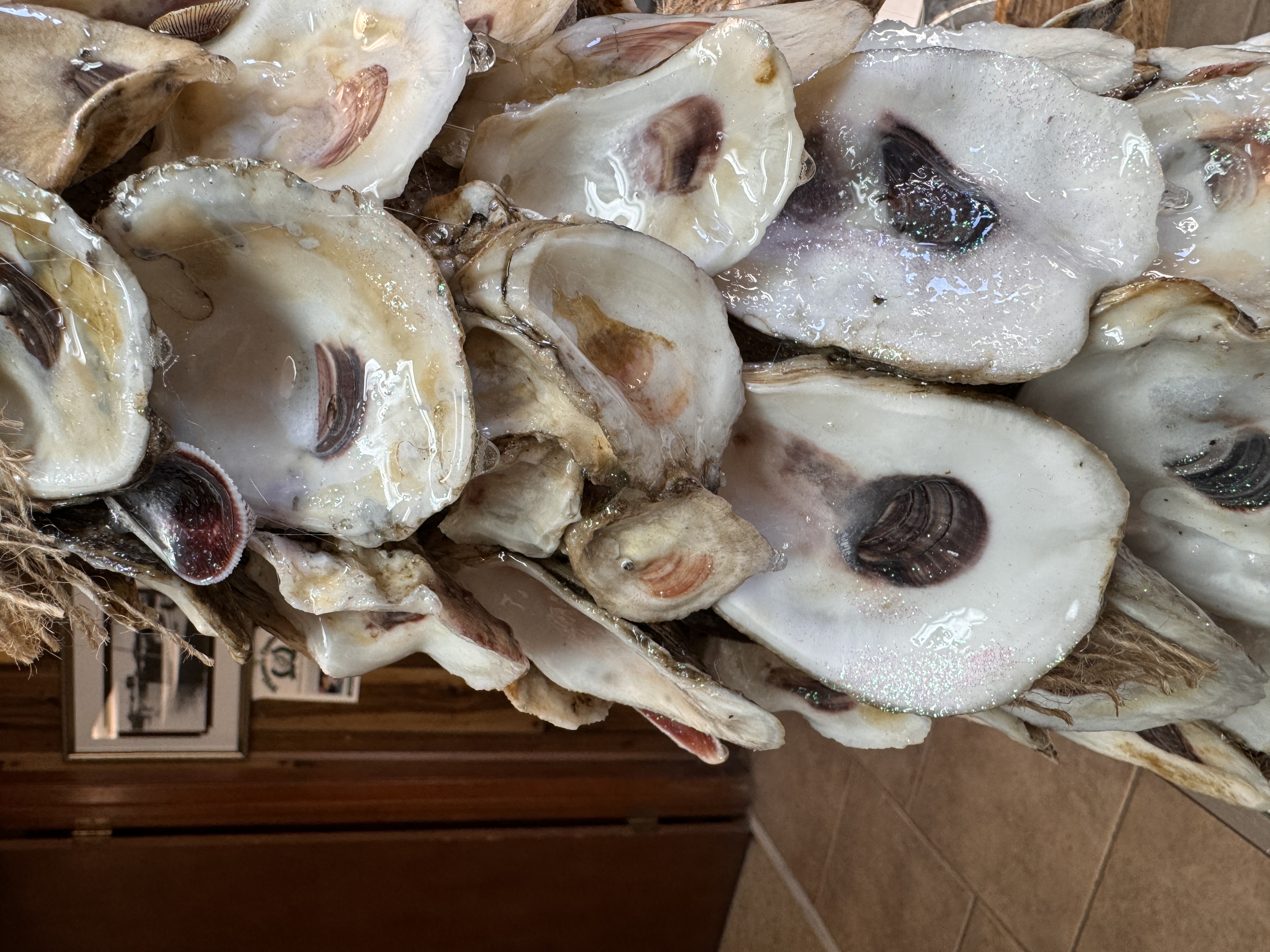 Oyster Christmas Tree