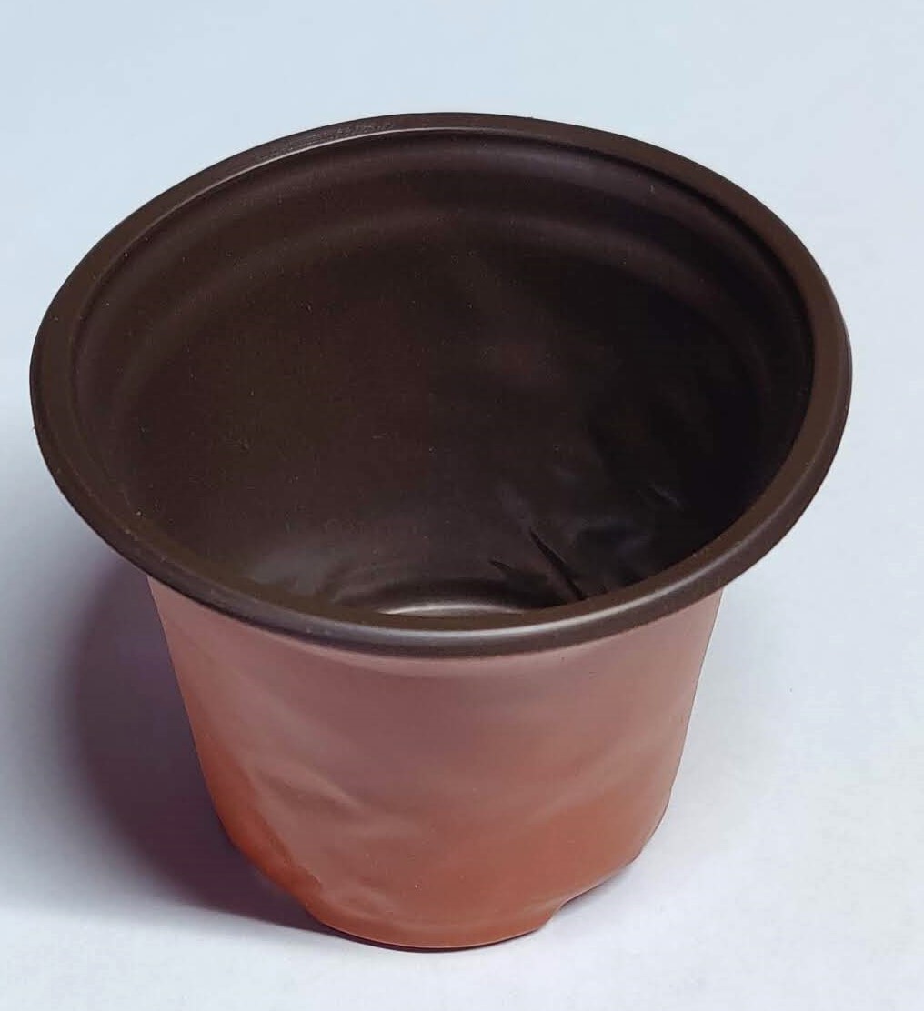  Monkey Tail Cactus ( Hildewintera colademononis)