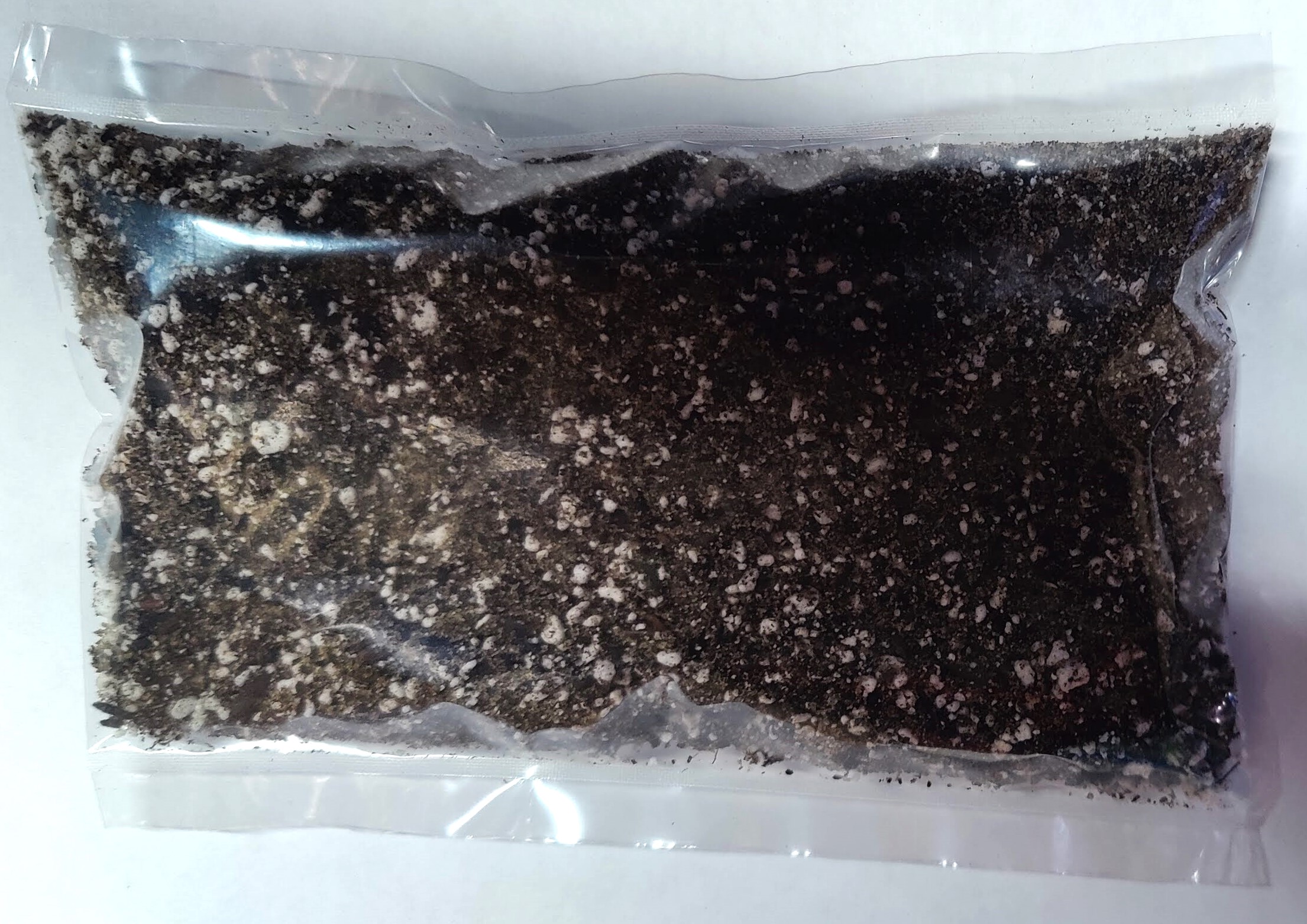  Monkey Tail Cactus ( Hildewintera colademononis)