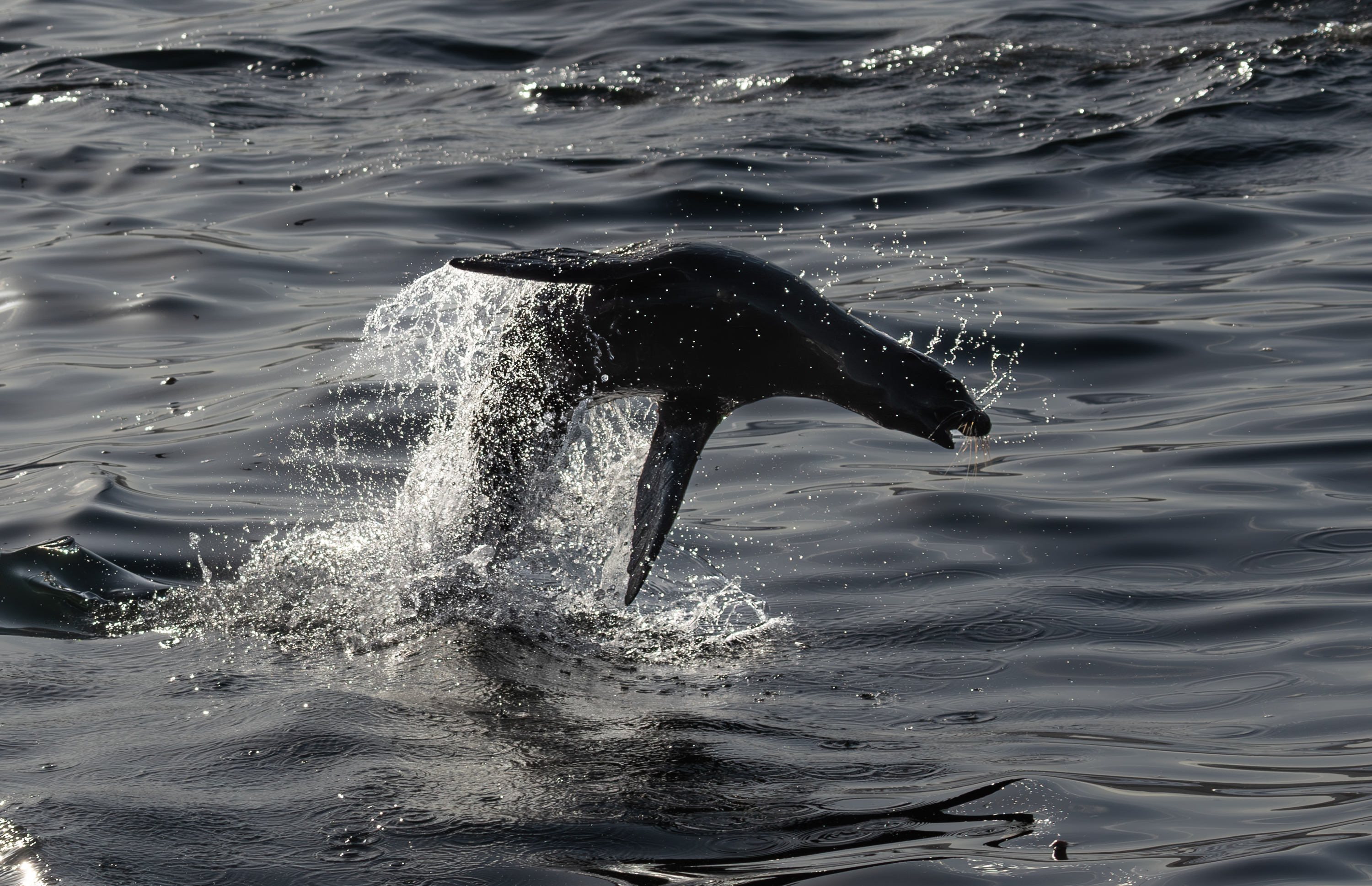 Basis Coaching (3 Monate)