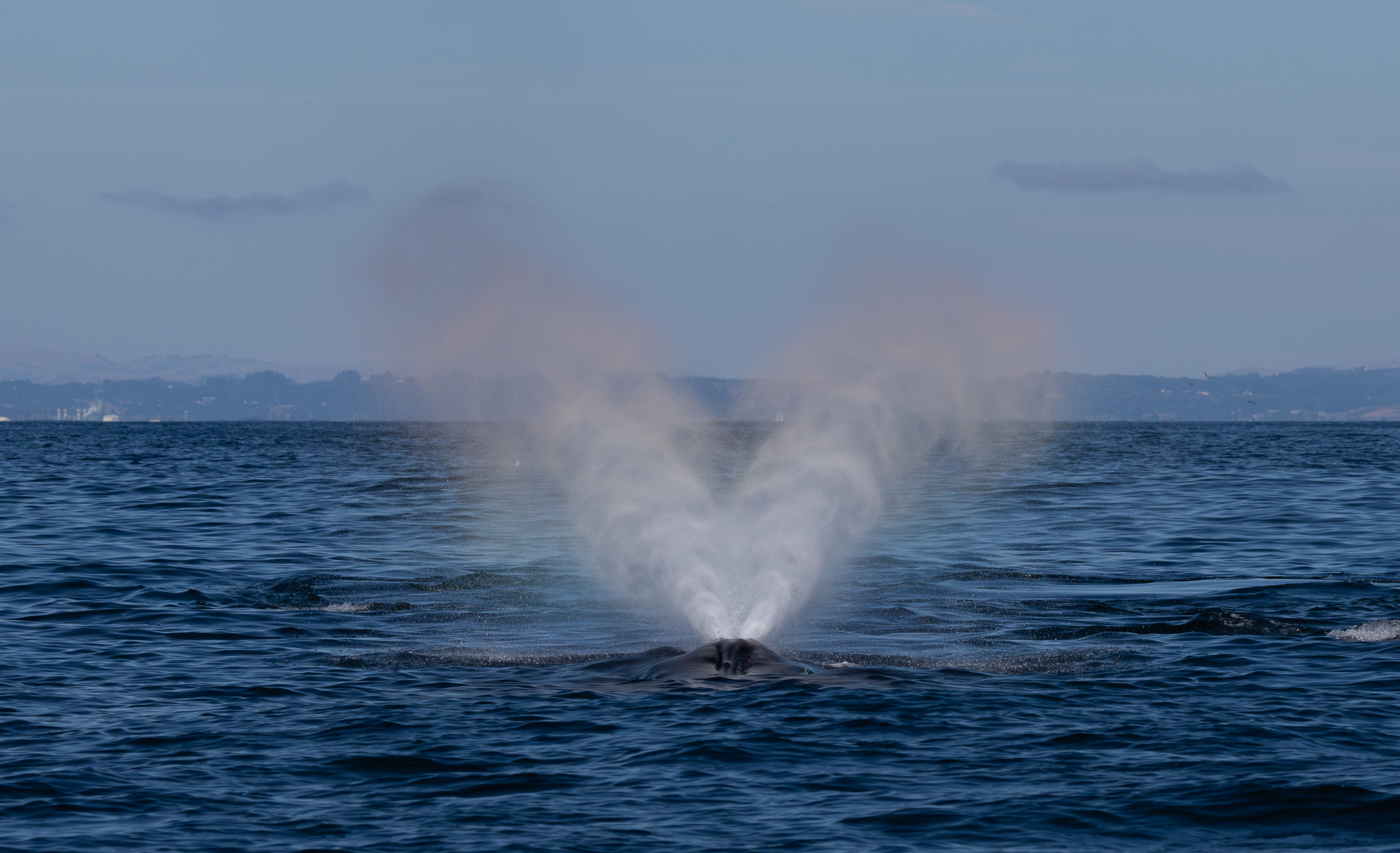 Basis Coaching (12 Monate)