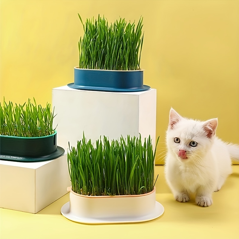 Cat Grass Planting Box