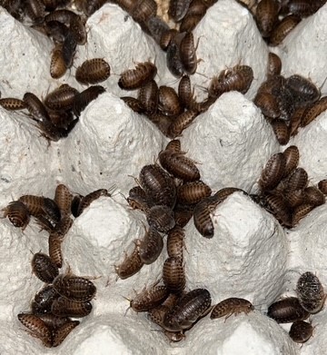 Premium Dubia Roaches