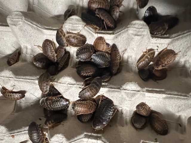 Premium Dubia Roaches