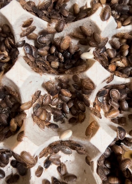 Premium Dubia Roaches