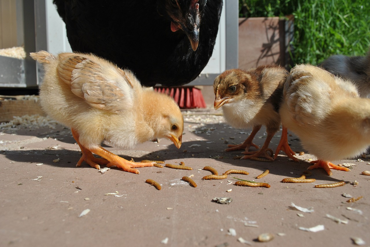 Premium Mealworms