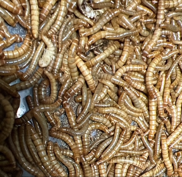 Premium Mealworms