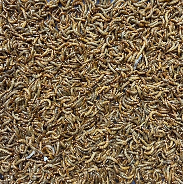 Premium Mealworms