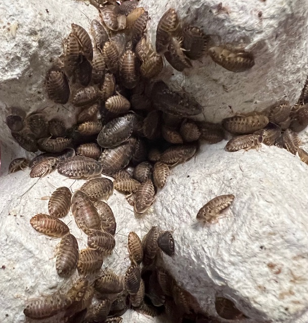 Premium Dubia Roaches