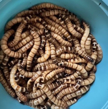 Premium Superworms