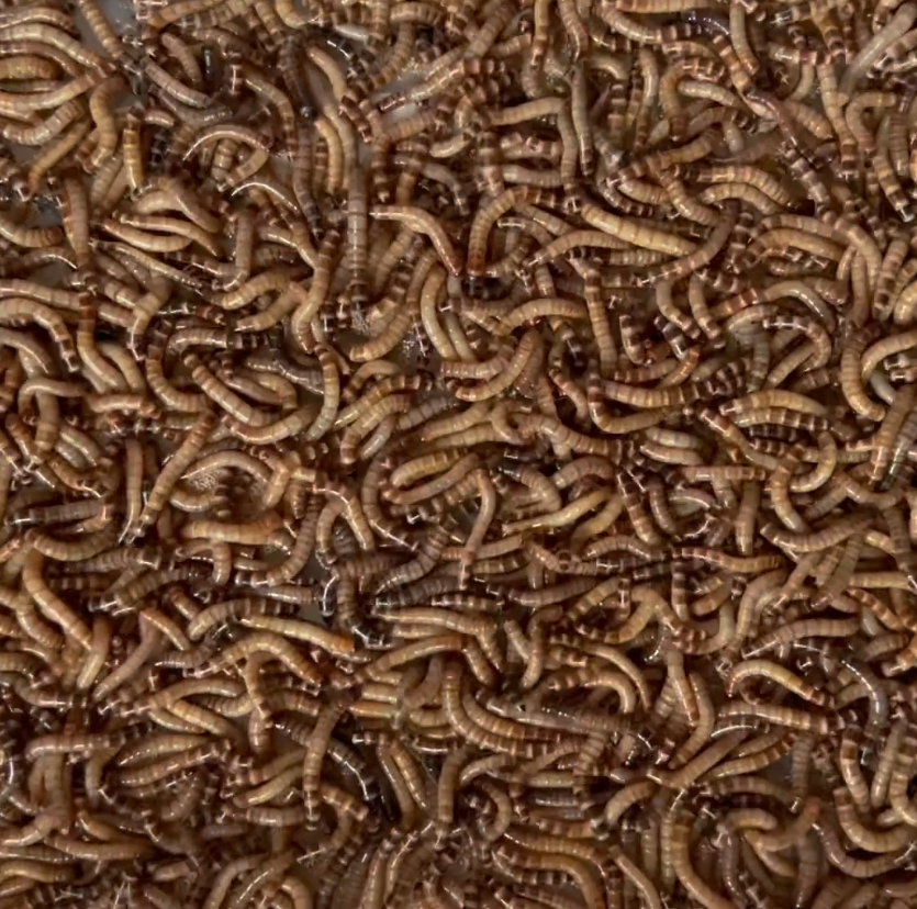 Premium Superworms
