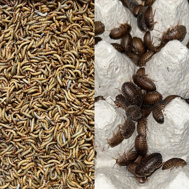 Medium Feeder Insects Combo