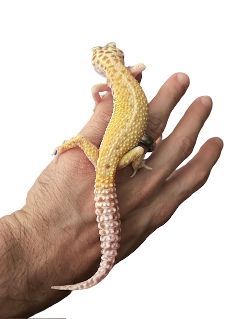 0.1 Leopard Gecko 