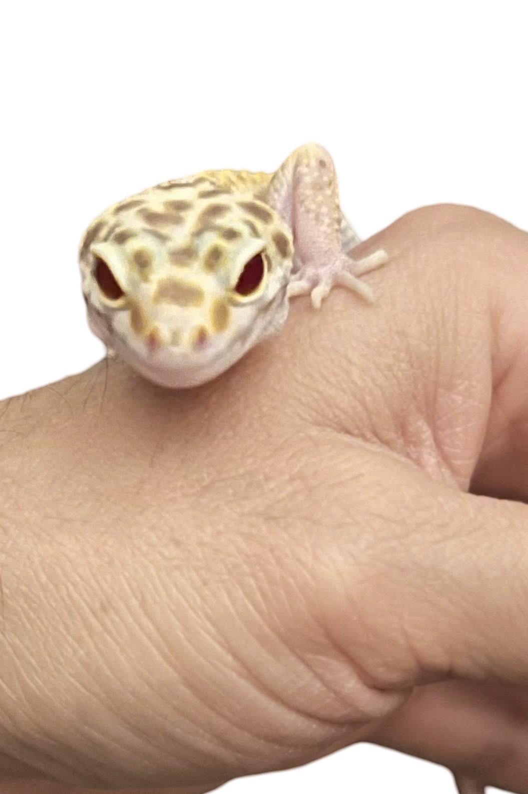 0.1 Leopard Gecko 