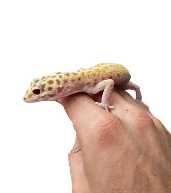 0.1 Leopard Gecko 
