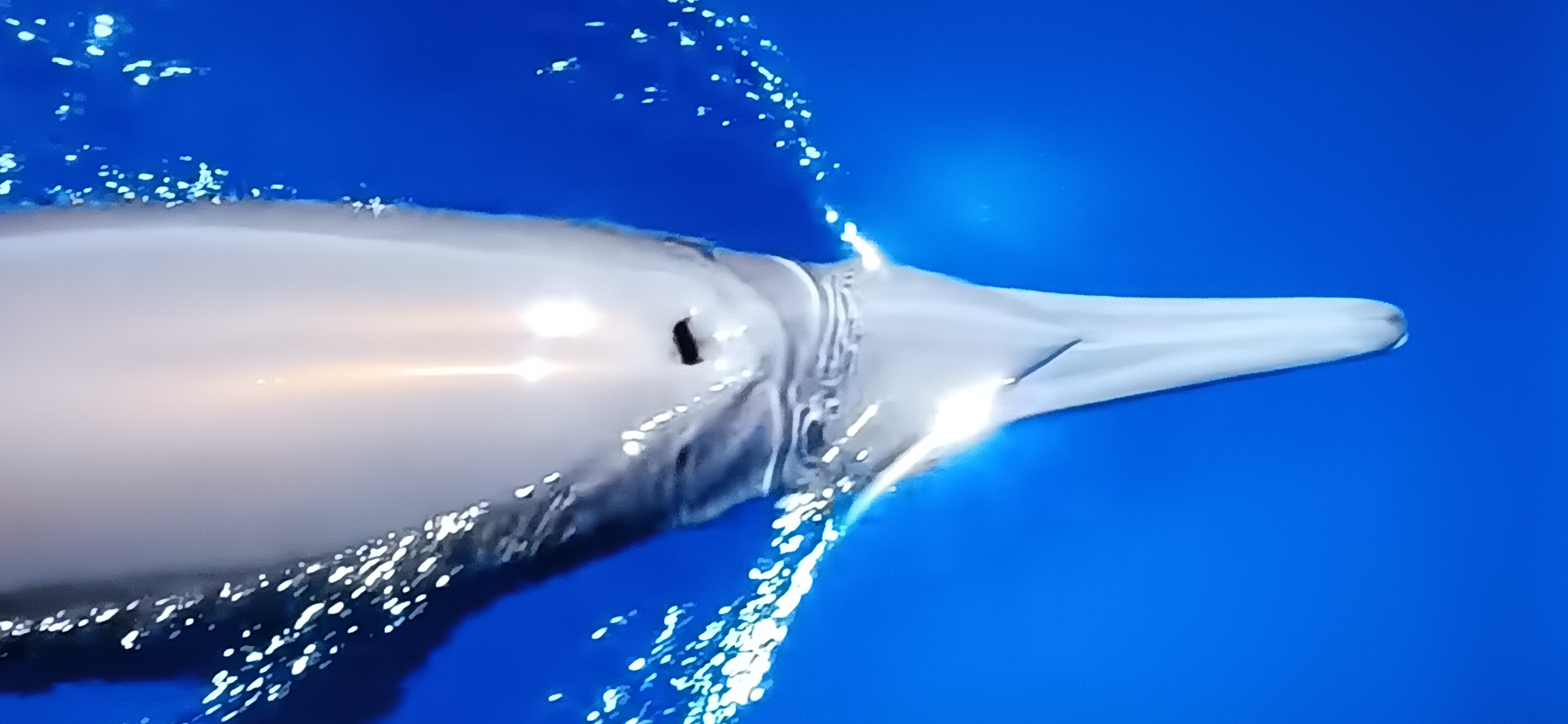 Beautiful Dolphin photo