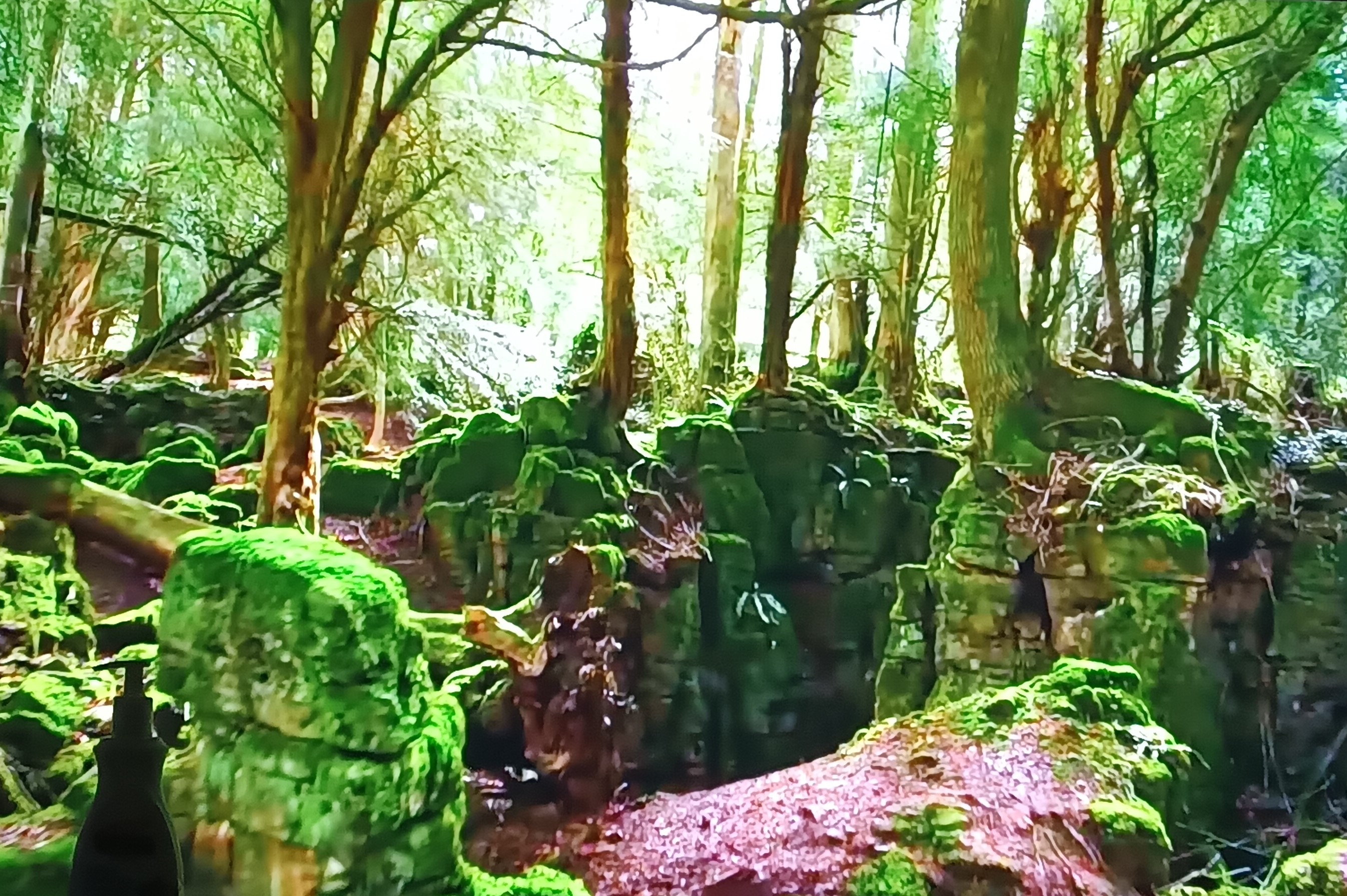 Forest Beautiful Picture