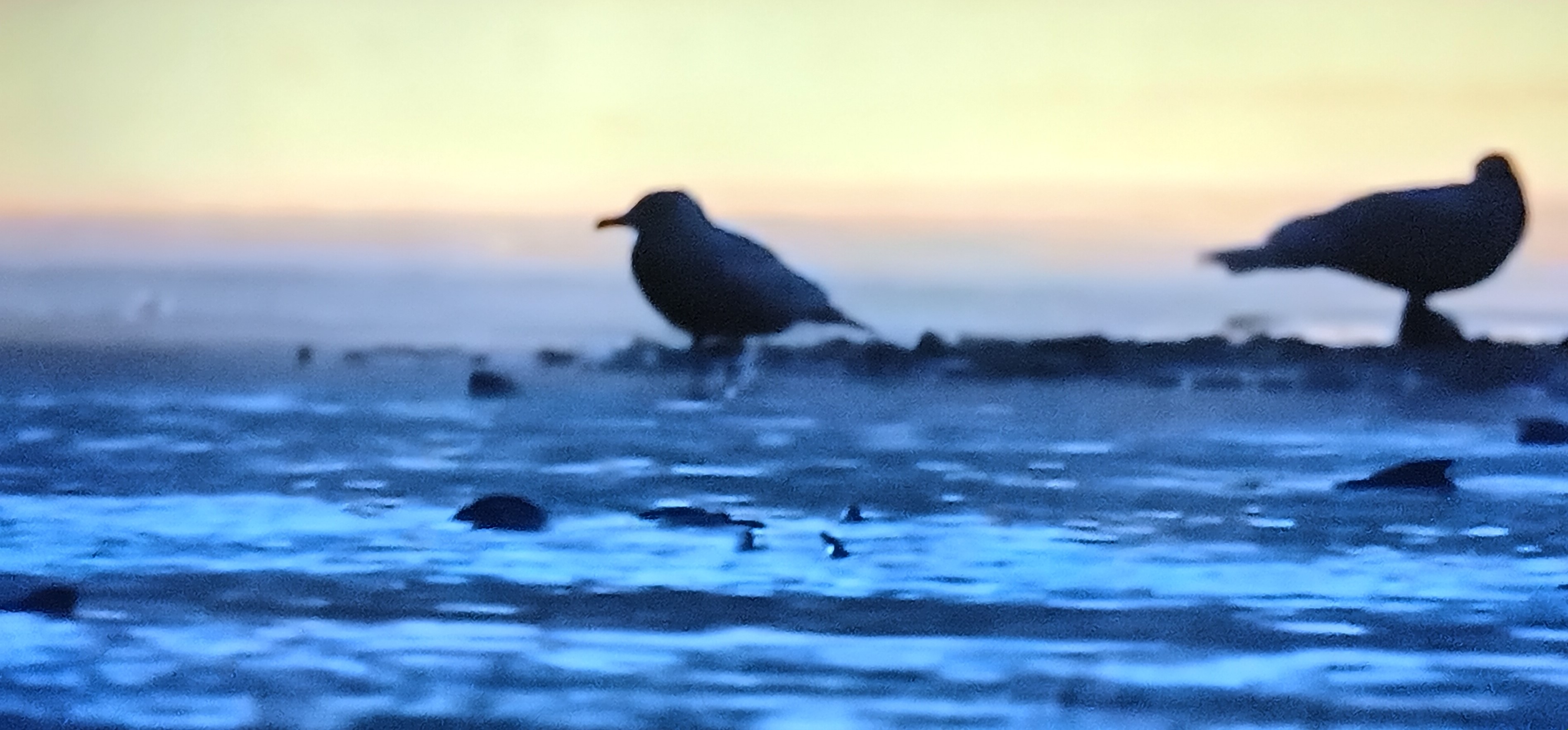 Two Beautiful bird in a photo Picture