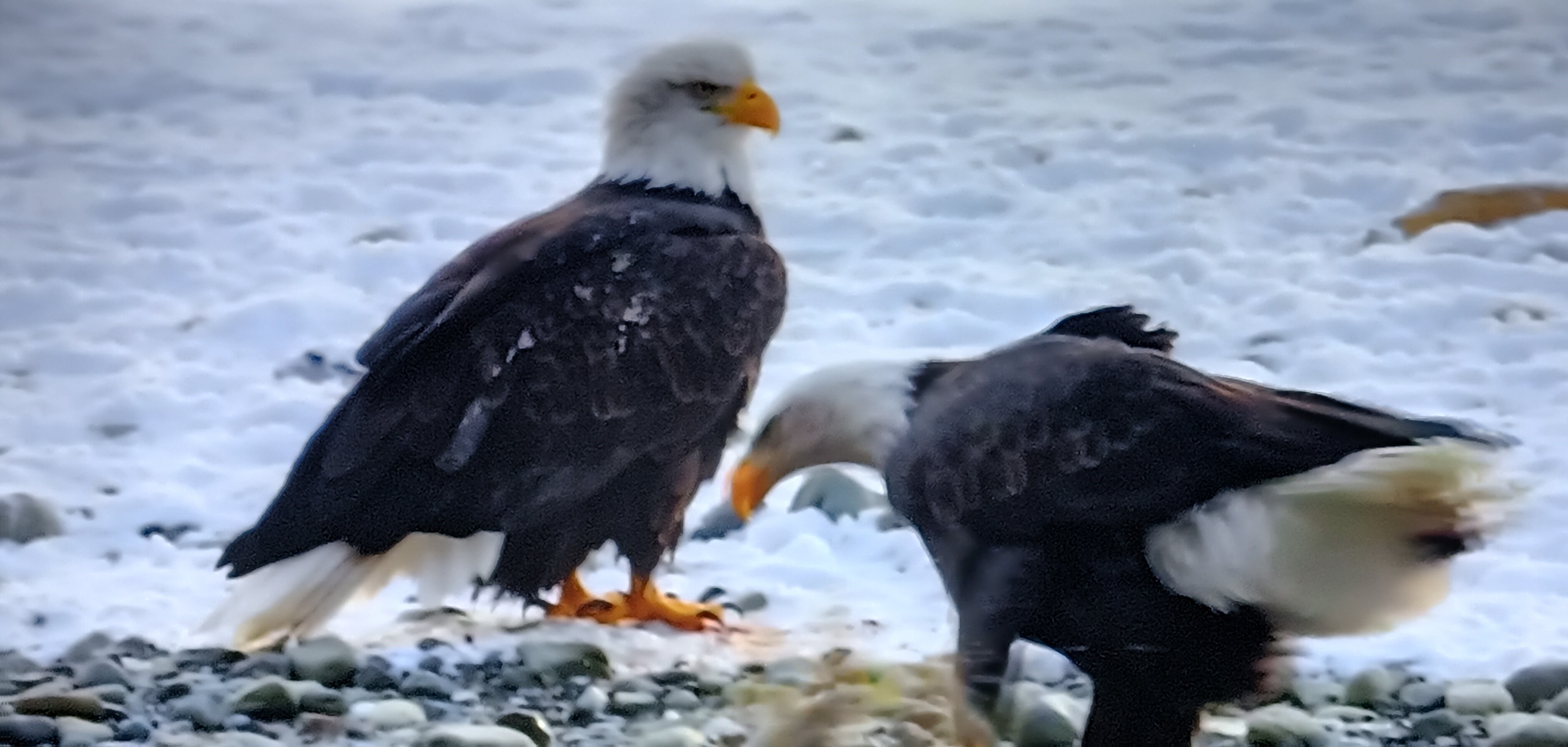 Two eagles on a snowy day