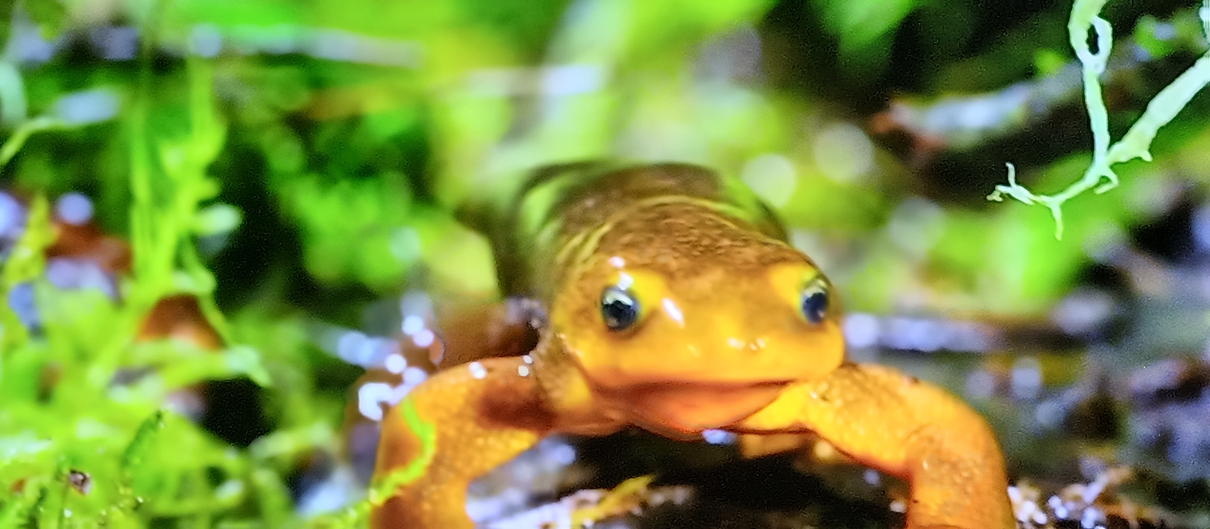 yellow gecko walking Beautiful Picture