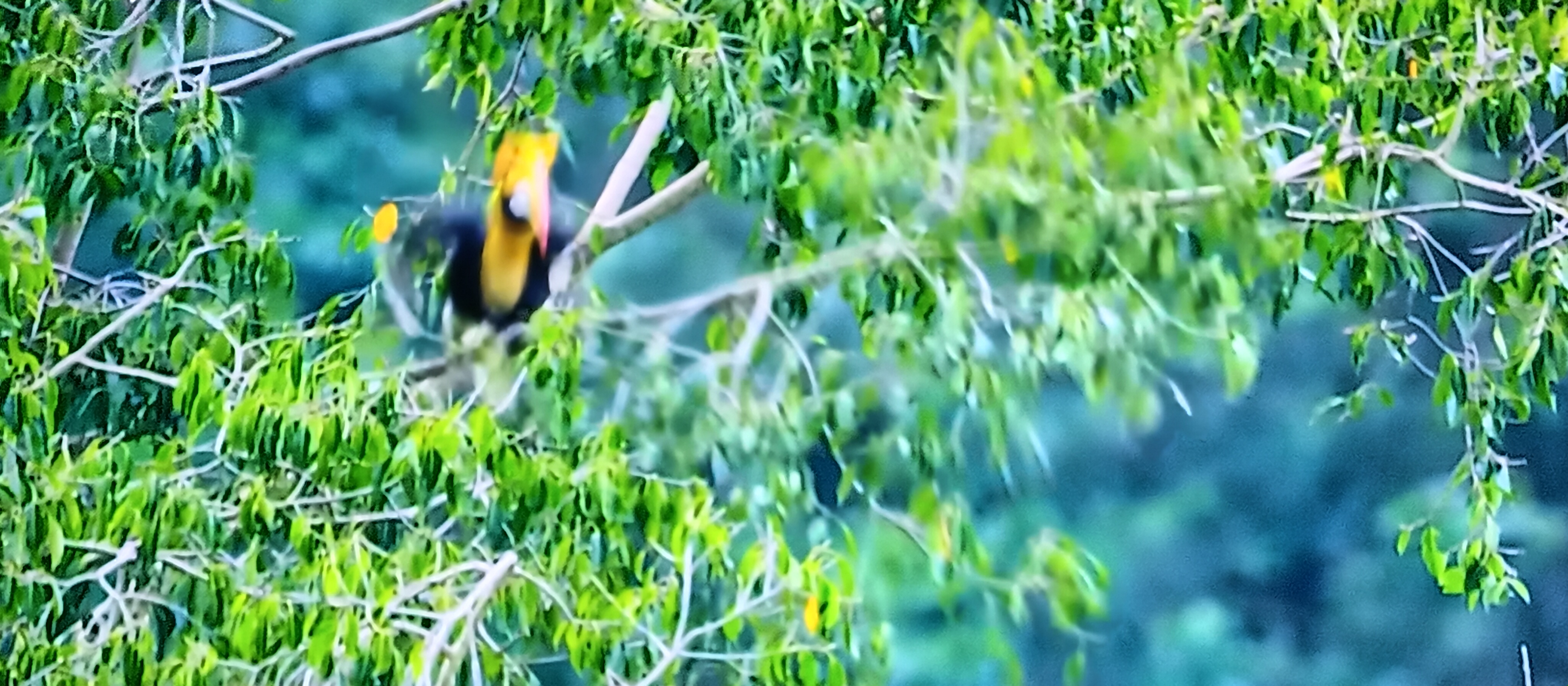  Beautiful bird in a photo Picture