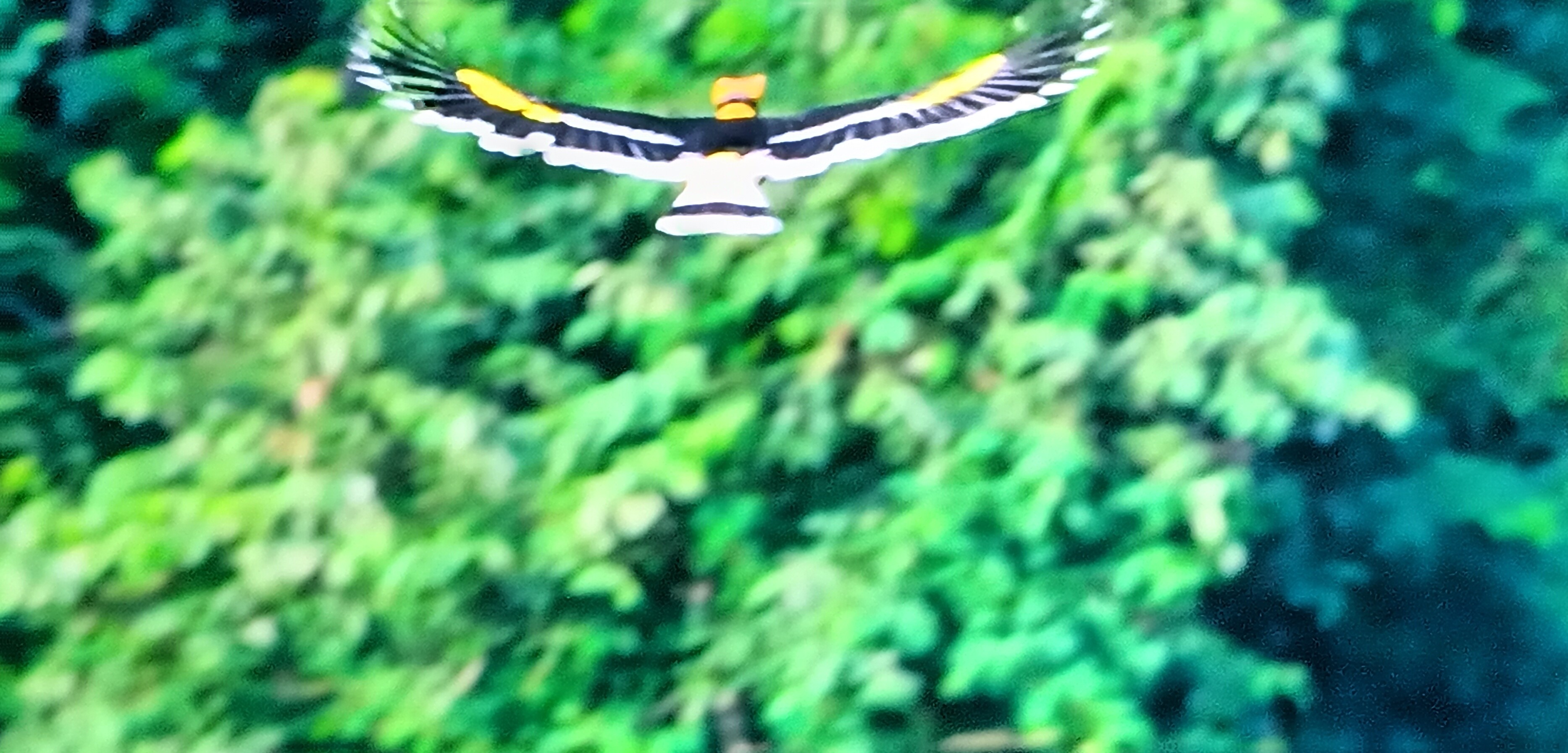  Beautiful bird in a photo Picture