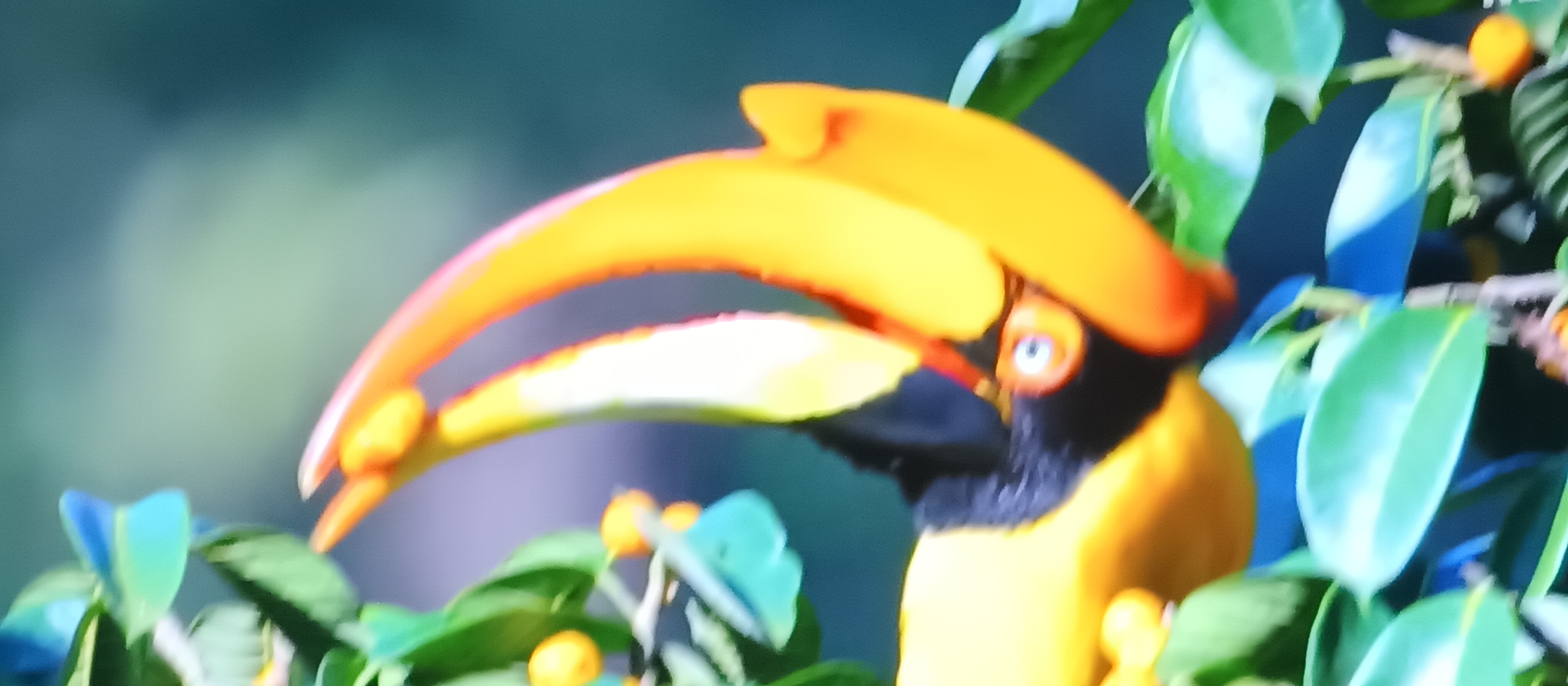  Beautiful bird in a photo  