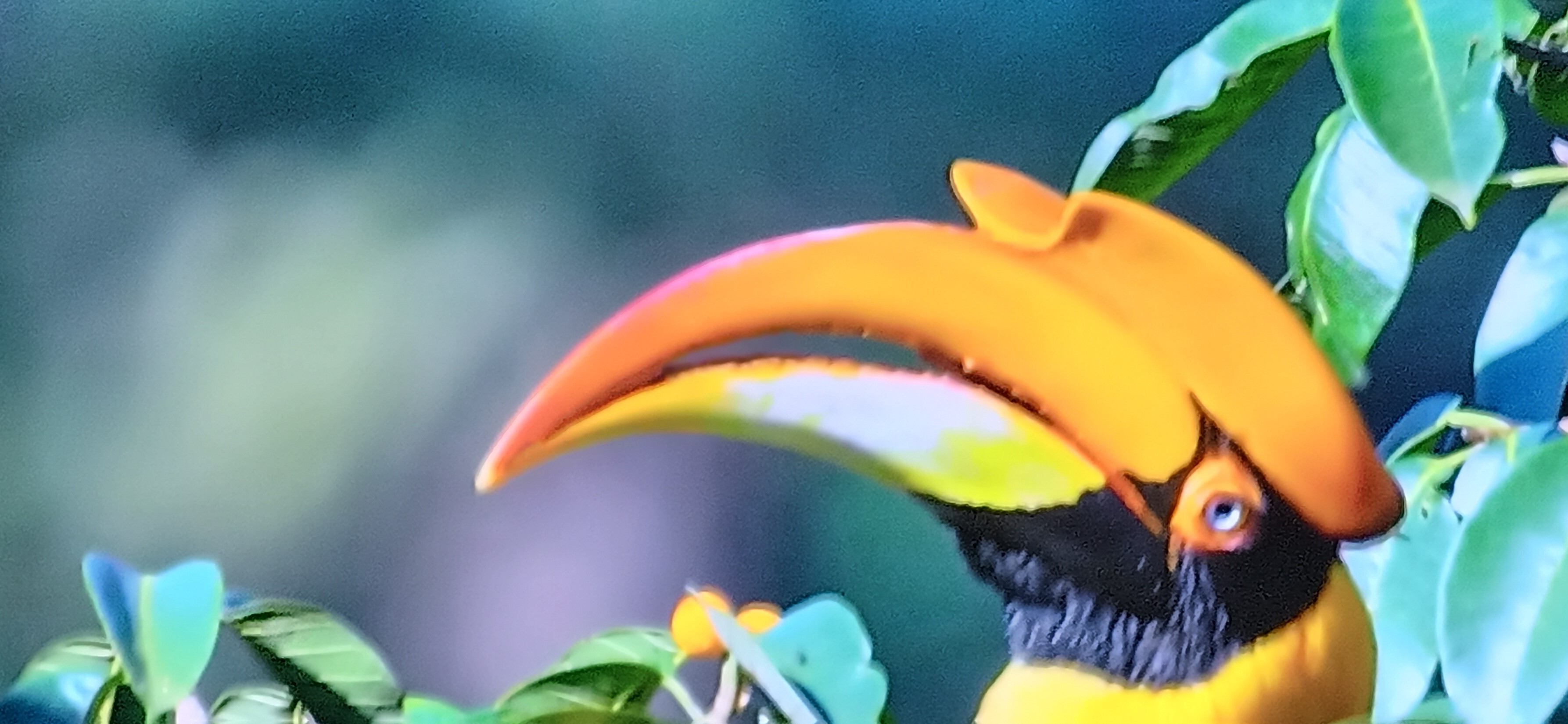  Beautiful bird in a photo  