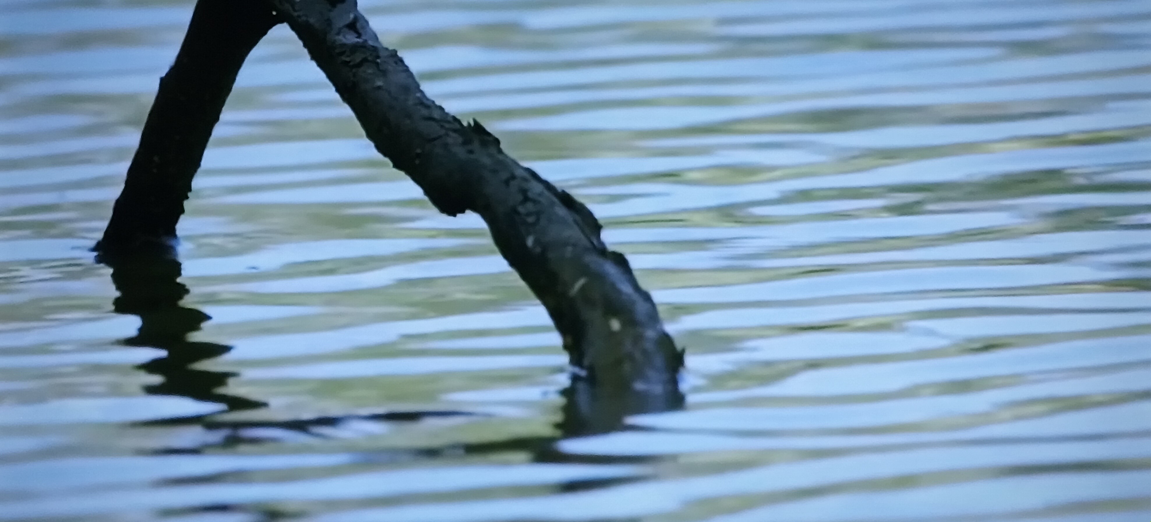 water and a pica of tree brock  