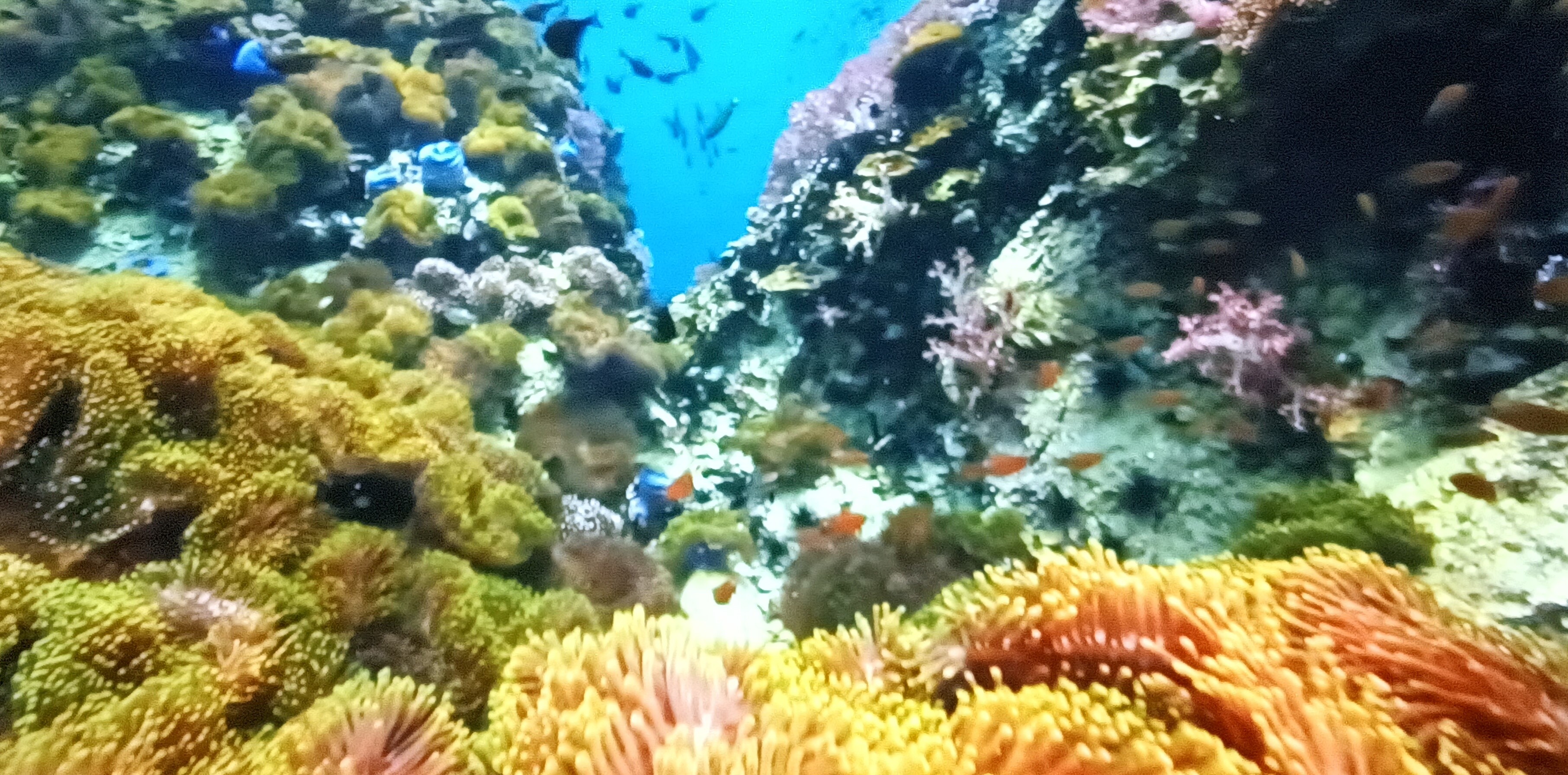 beautiful ocean