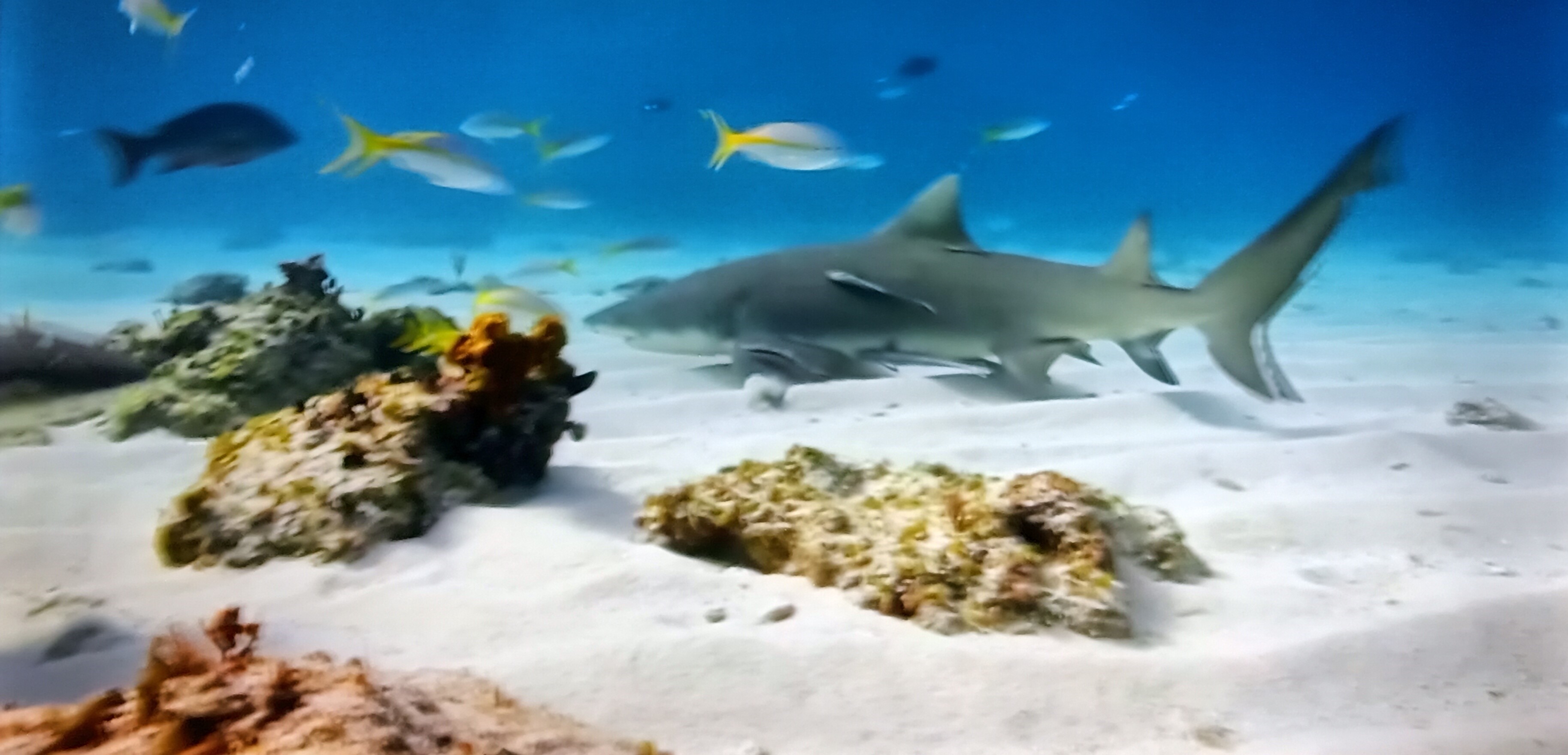 Beautiful Ocean Shack