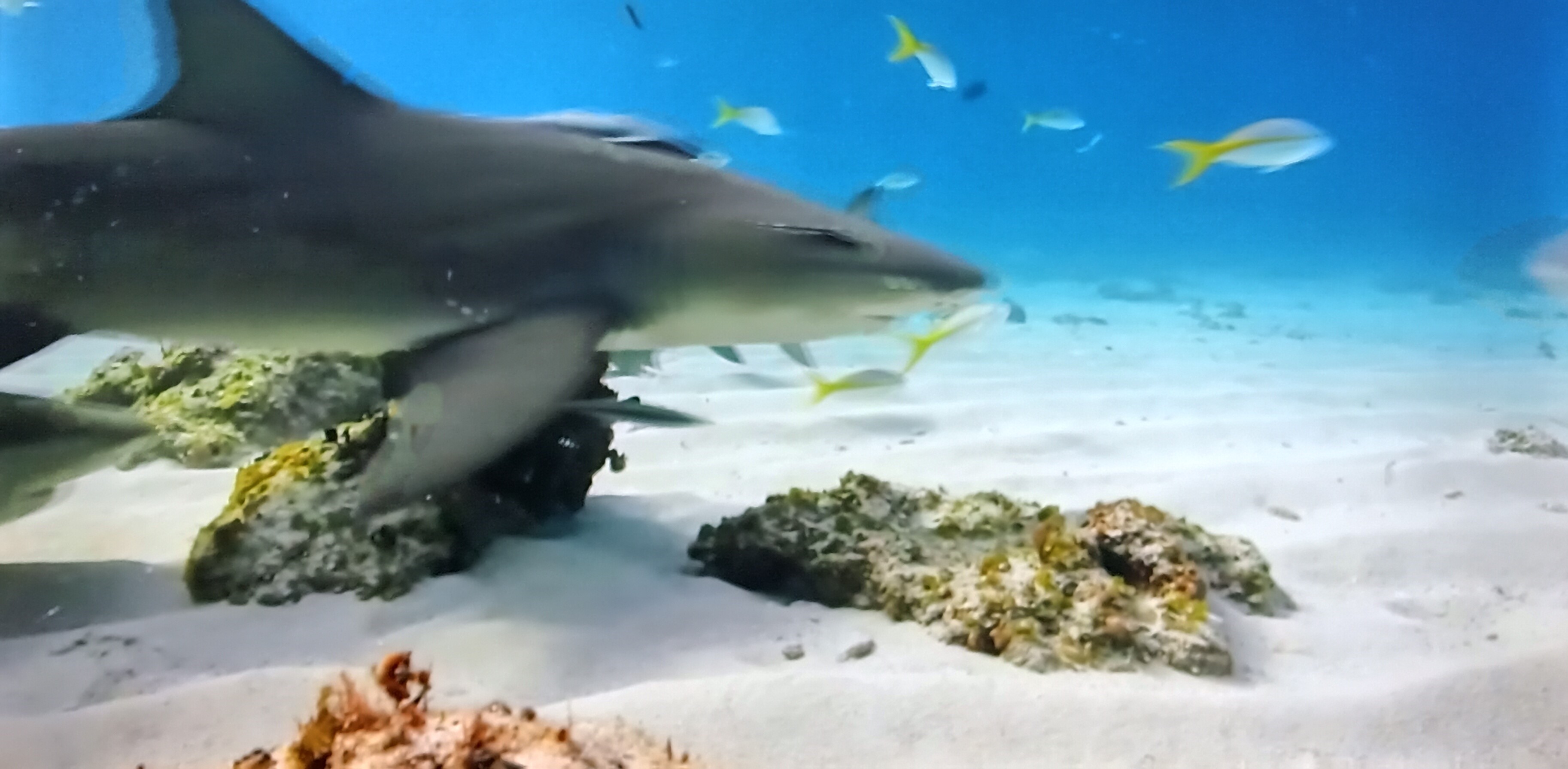 beautiful ocean shack