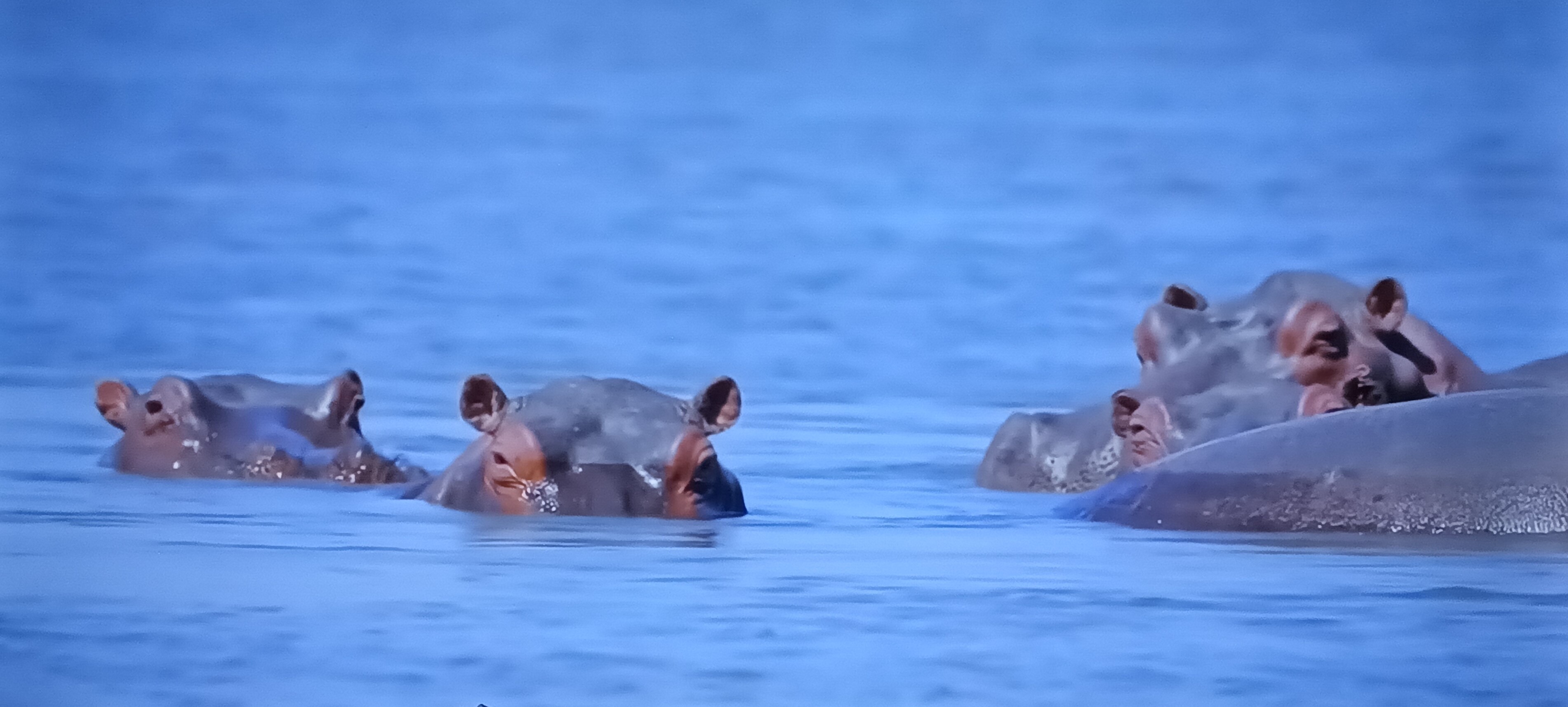 Three beautiful hippopotamus swimming