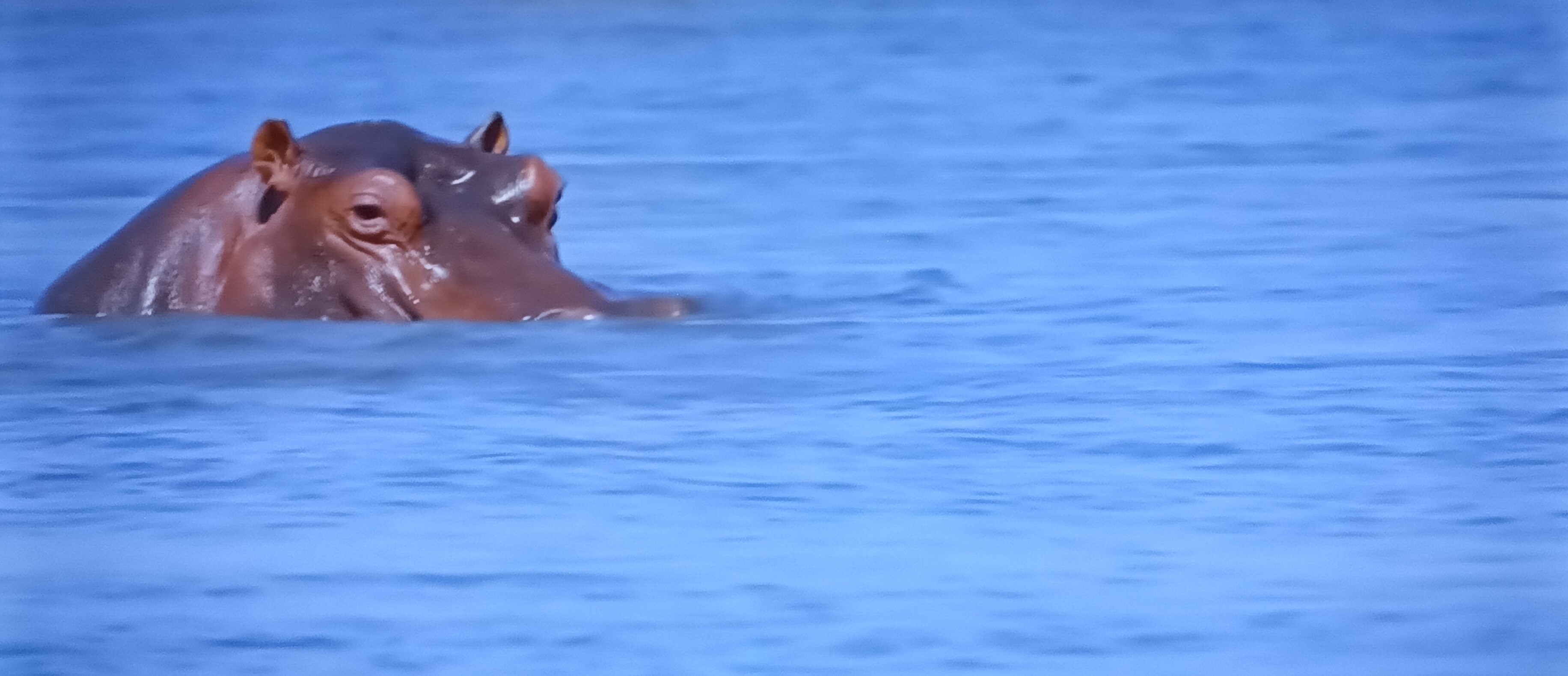 ONE BEAUTIFUL HIPPOPOTAMUS