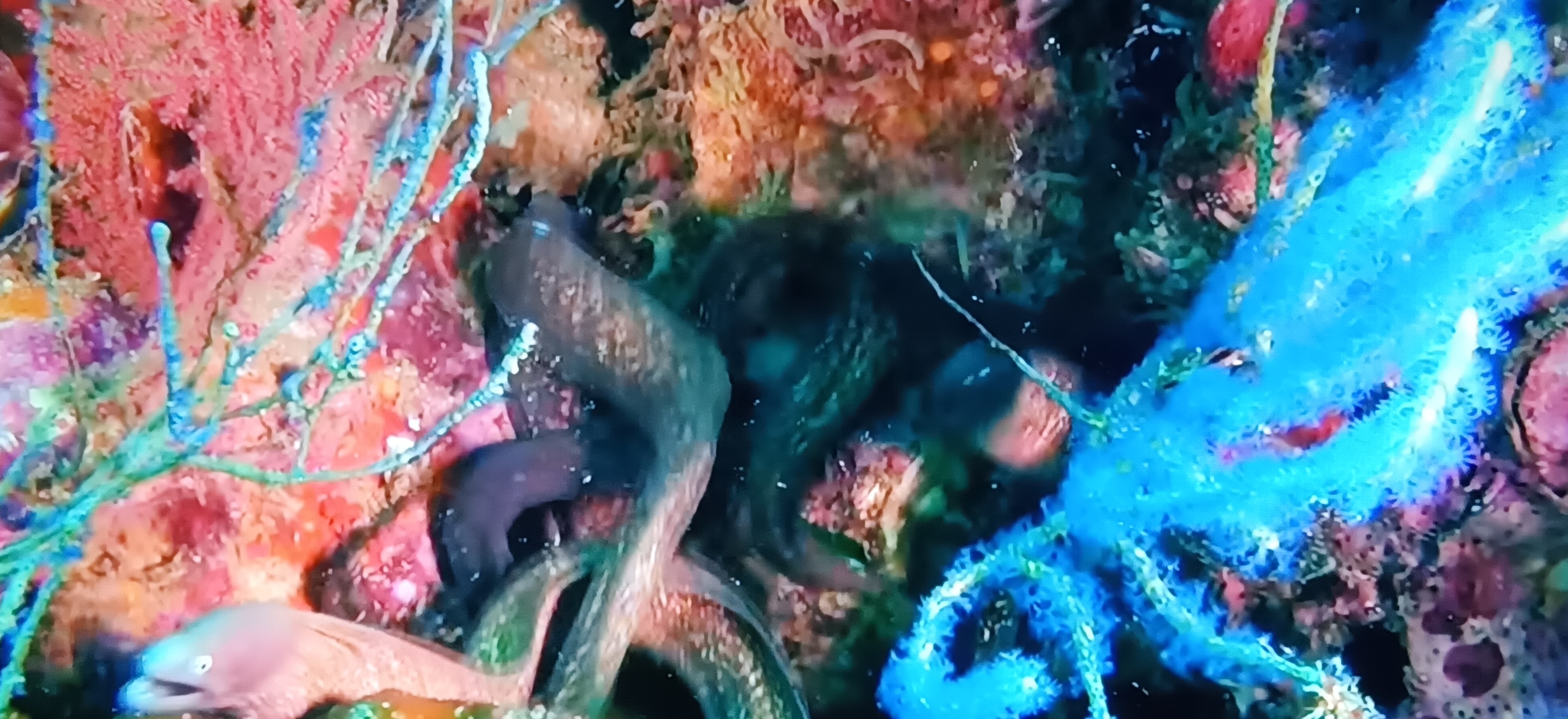 UNDER THE SEA BRIGHT BEAUITFUL PHOTO