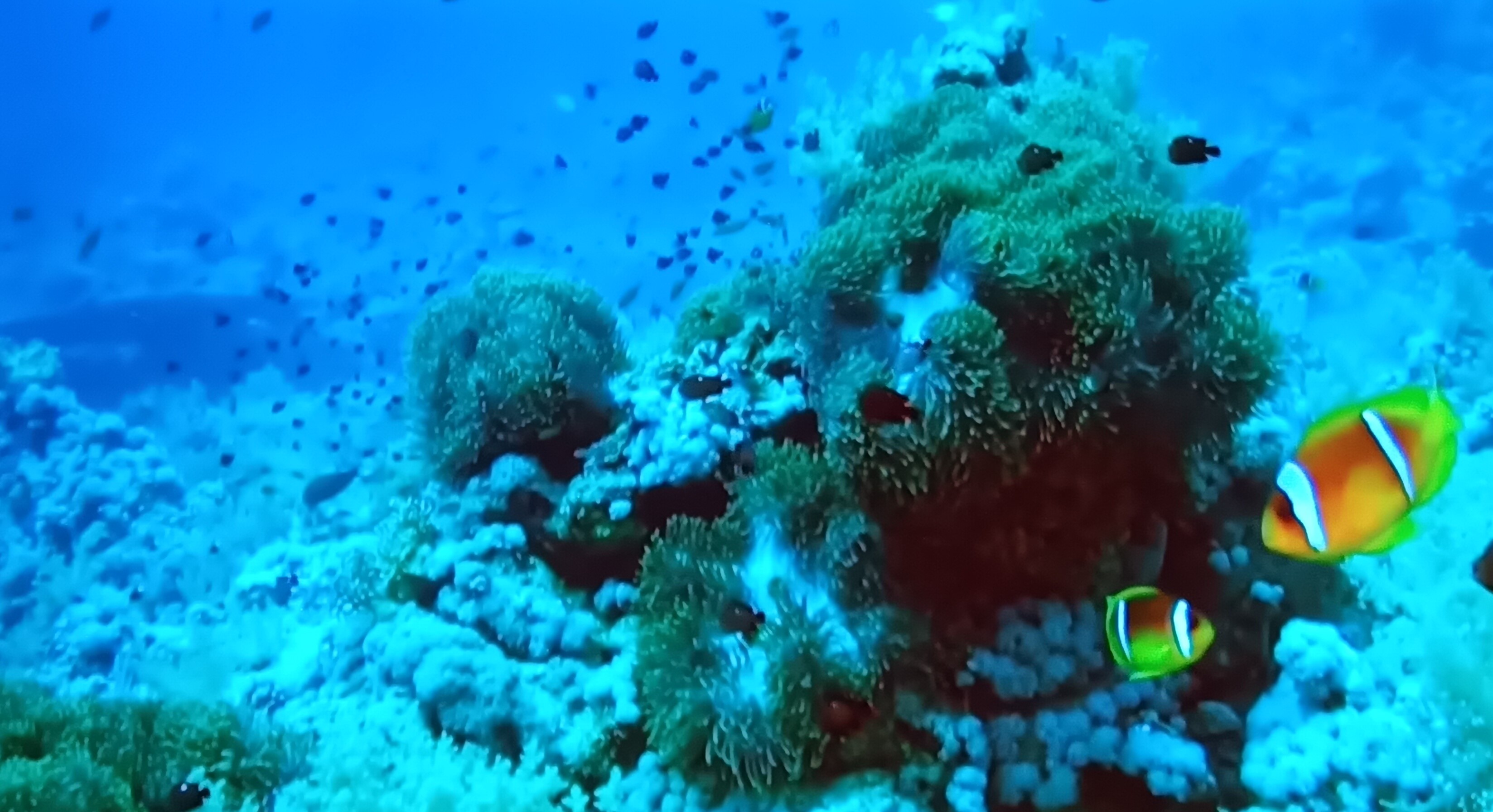 UNDER THE SEA BRIGHT BEAUITFUL PHOTO