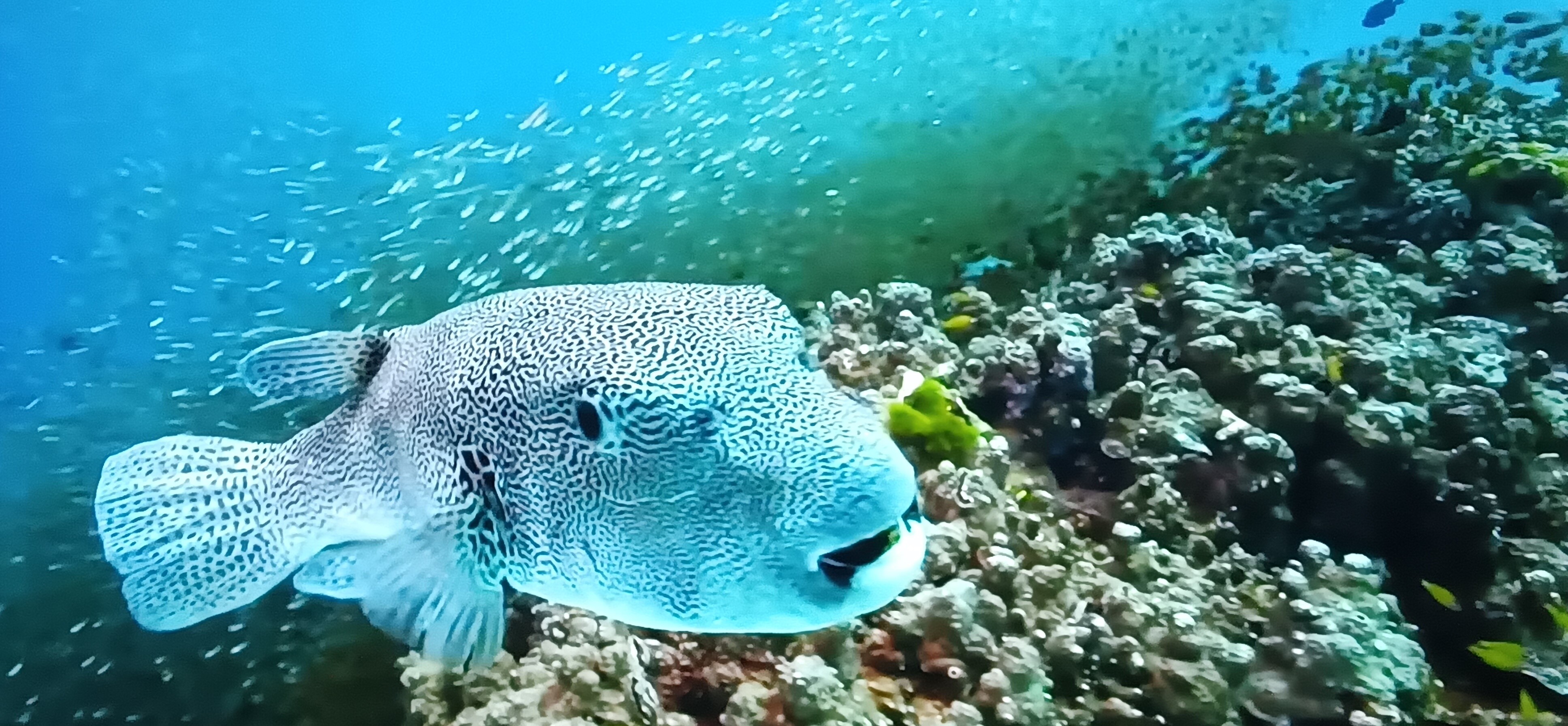 BLACK AND WHITE FISH