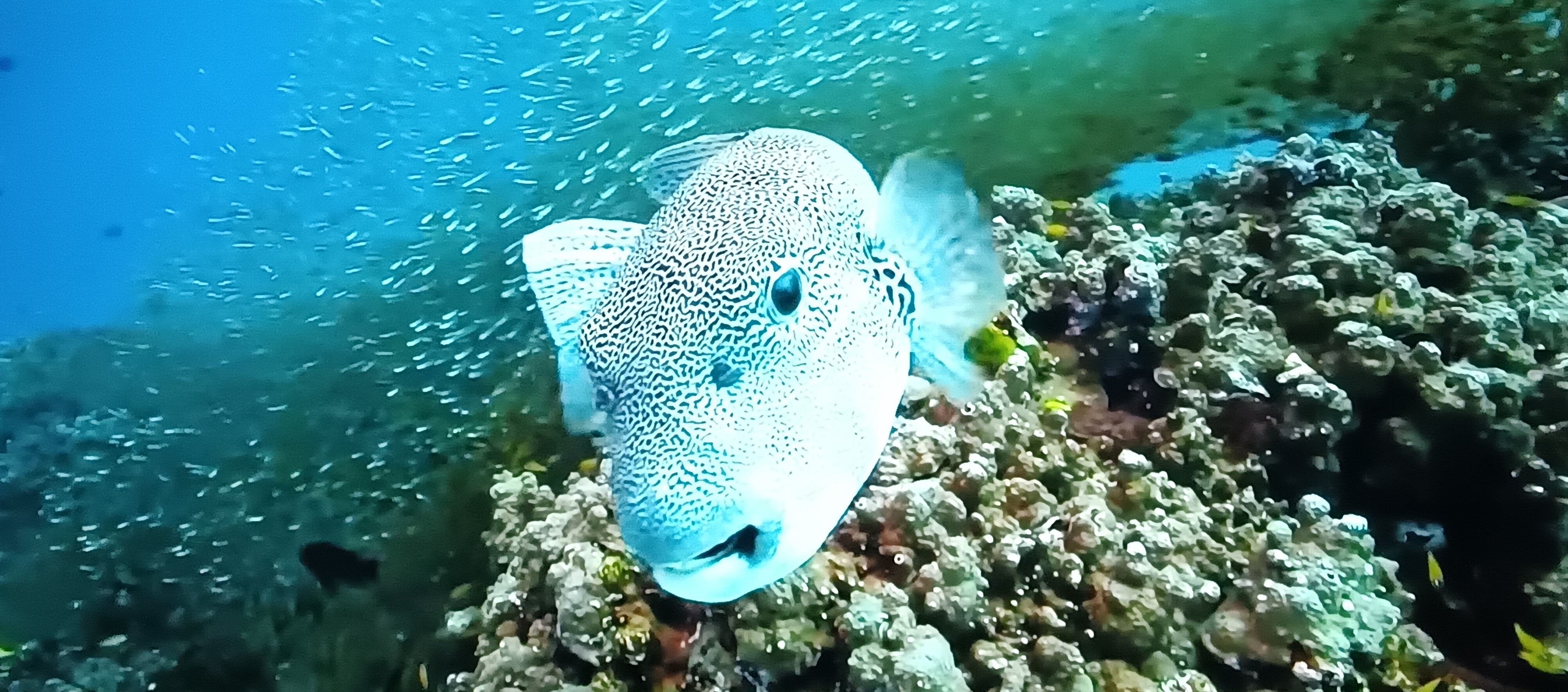 UNDER THE SEA Blue WATER