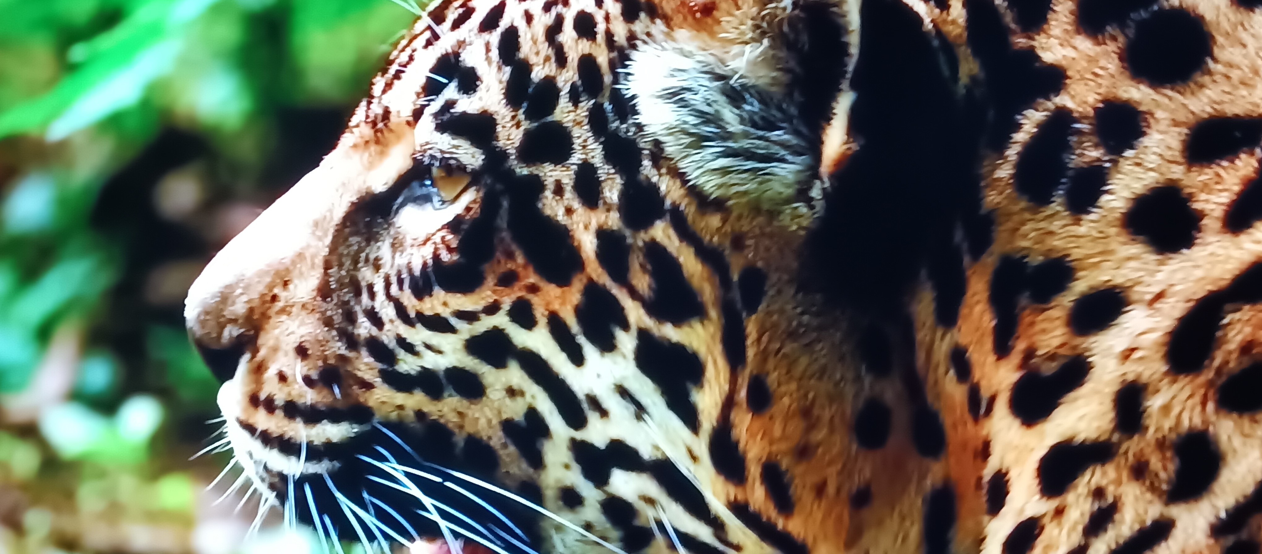 Brown and black Tigger