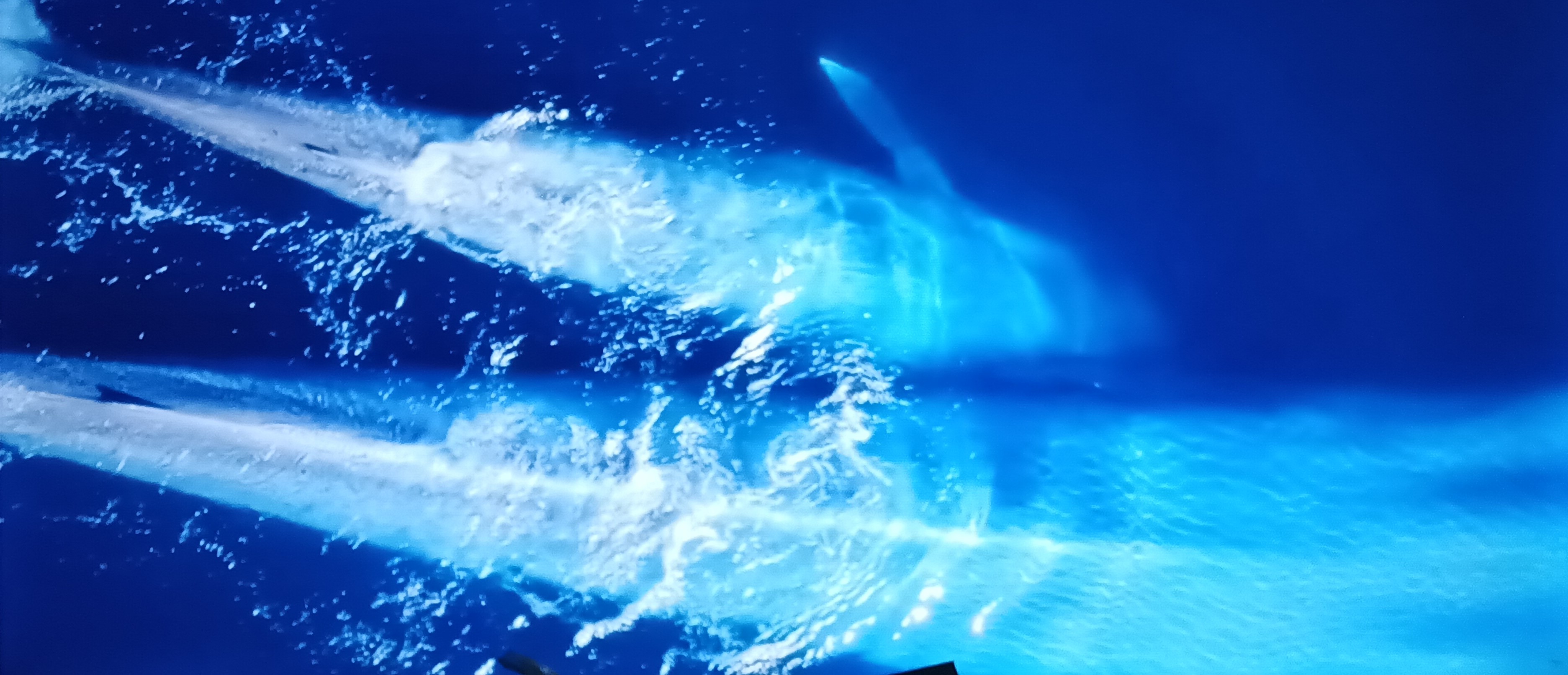 TWO Beautiful Dolphin Photo