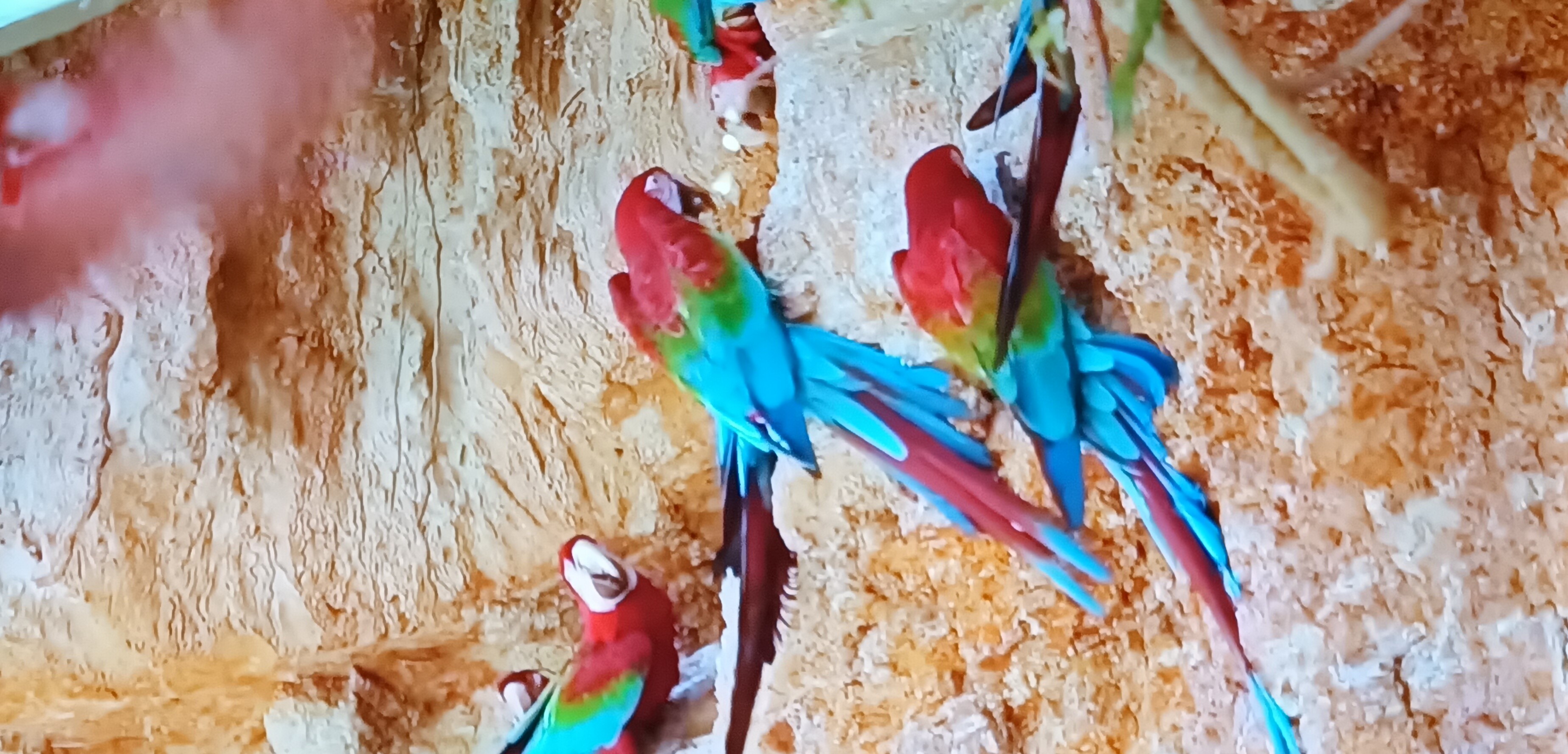 Beautiful red and blue birds