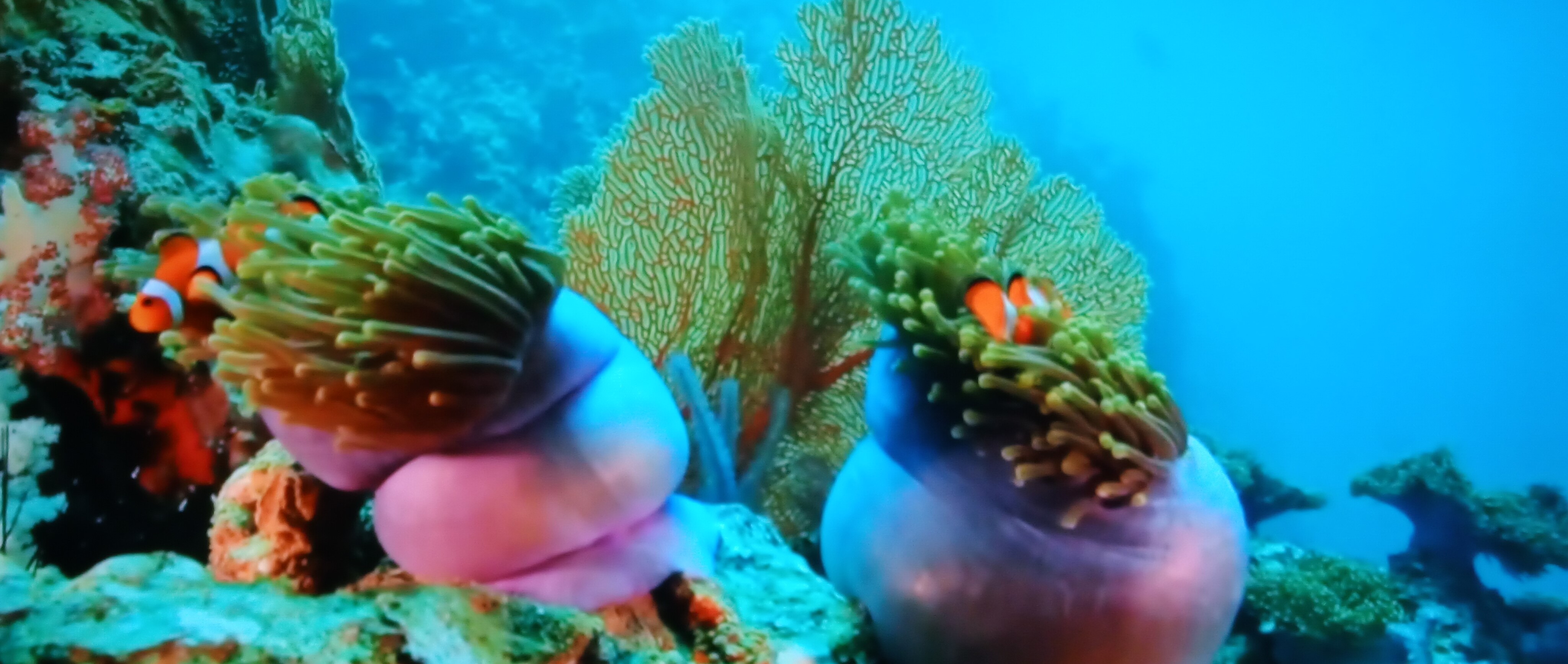 UNDER THE SEA BRIGHT BEAUITFUL PHOTO