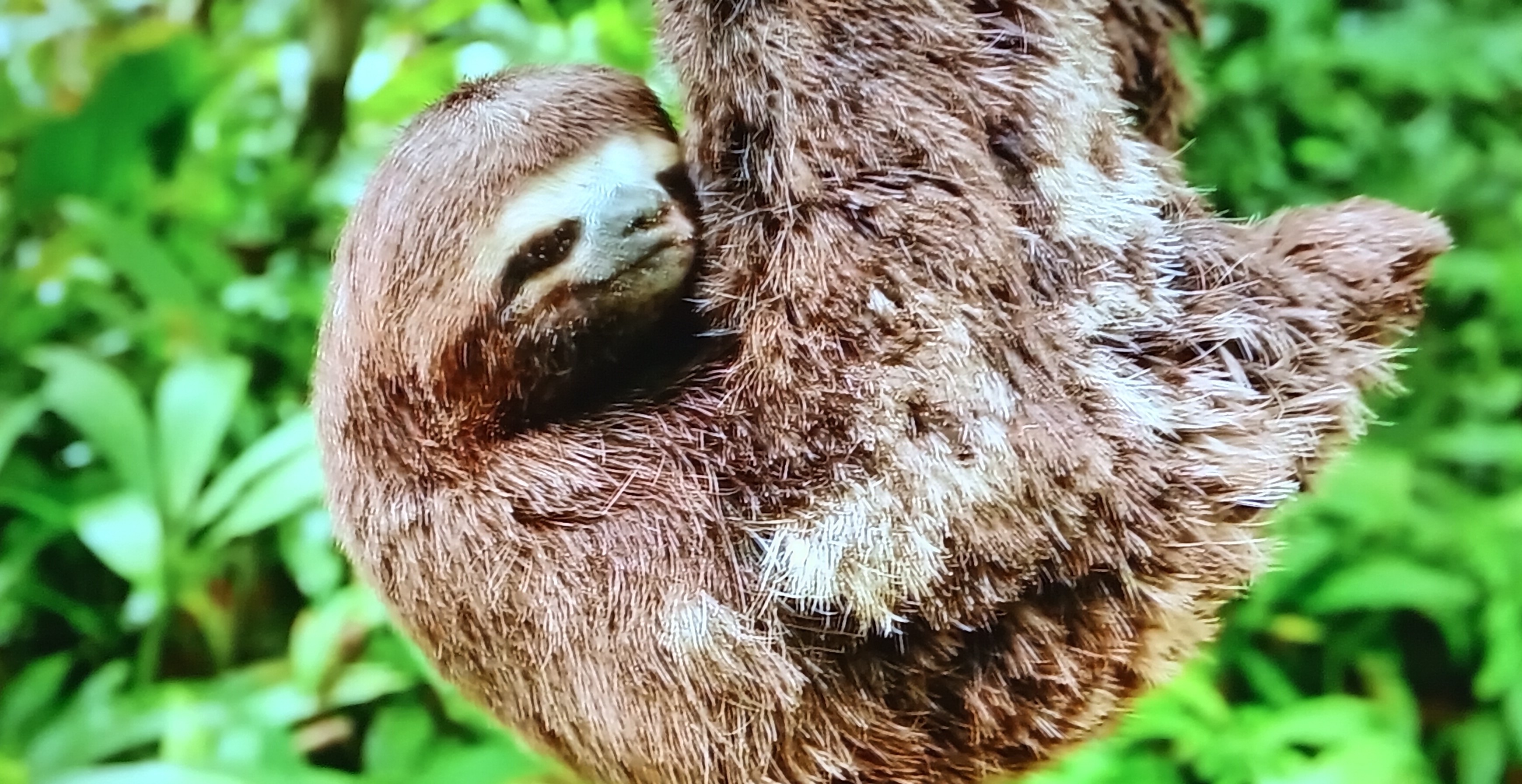 Sloth hands around and tree