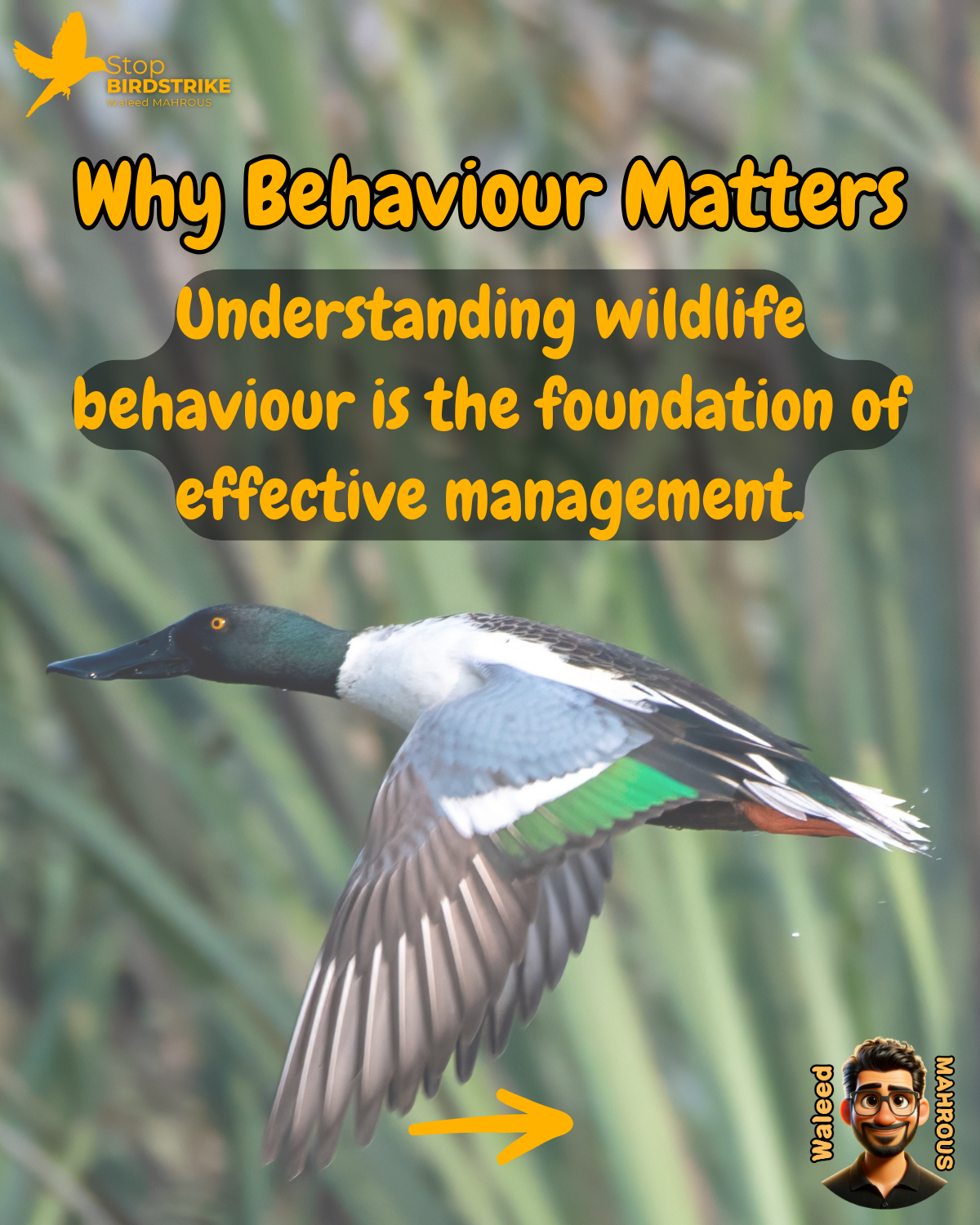 ICAO Doc. 9137 - Chapter 5, Management of Hazardous Wildlife, Streamlined