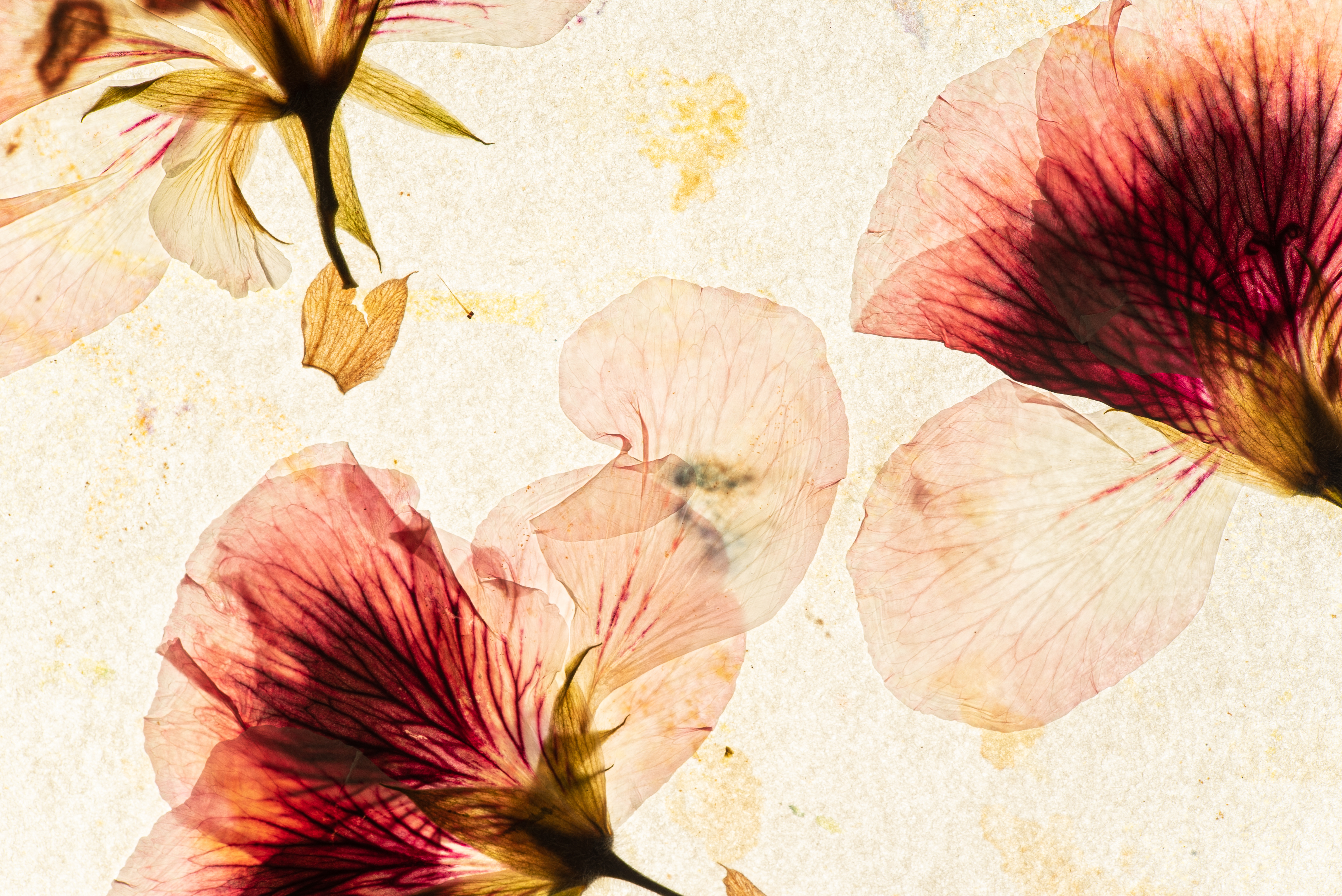 2.5 hour Tea Making Class