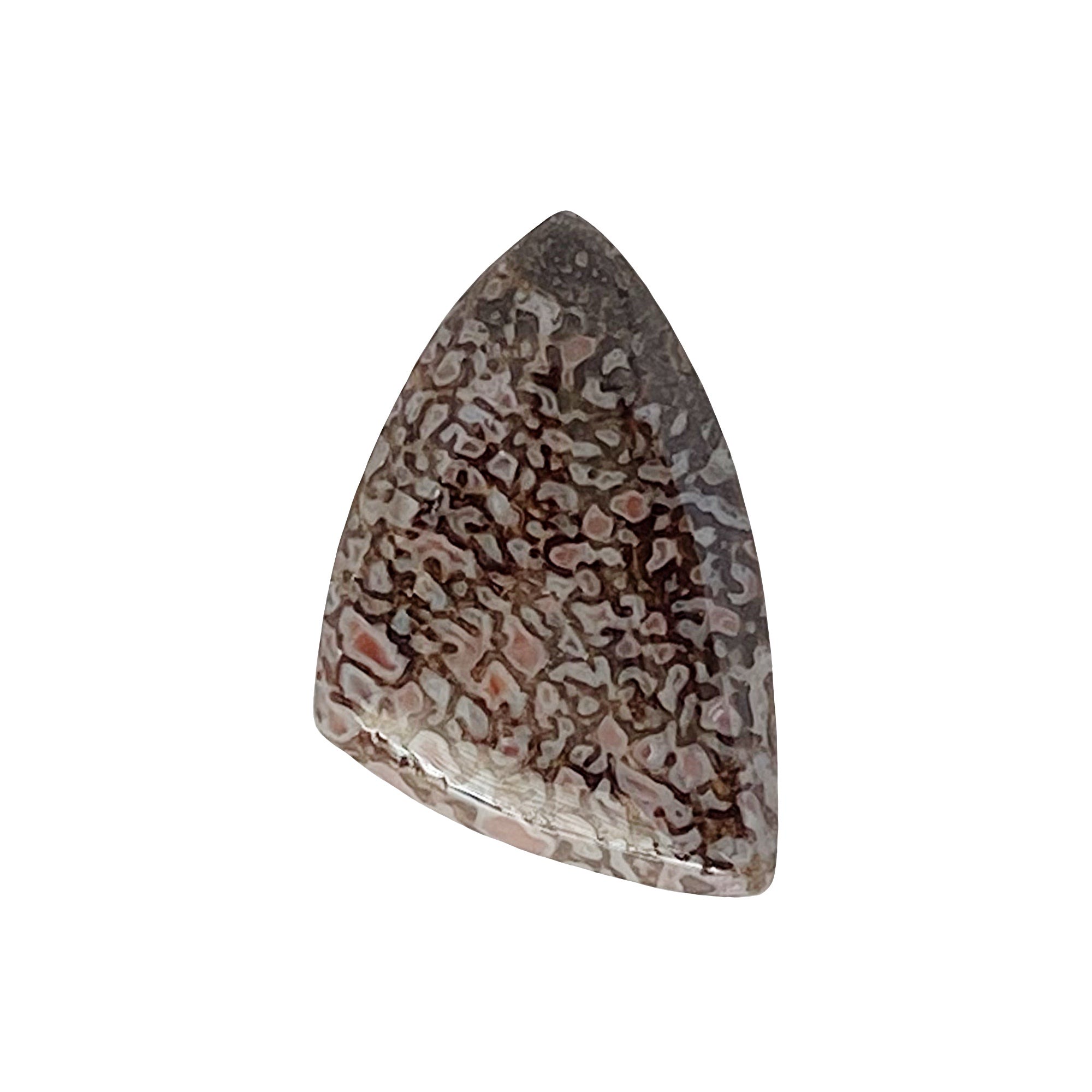 Dino Bone Cabochon