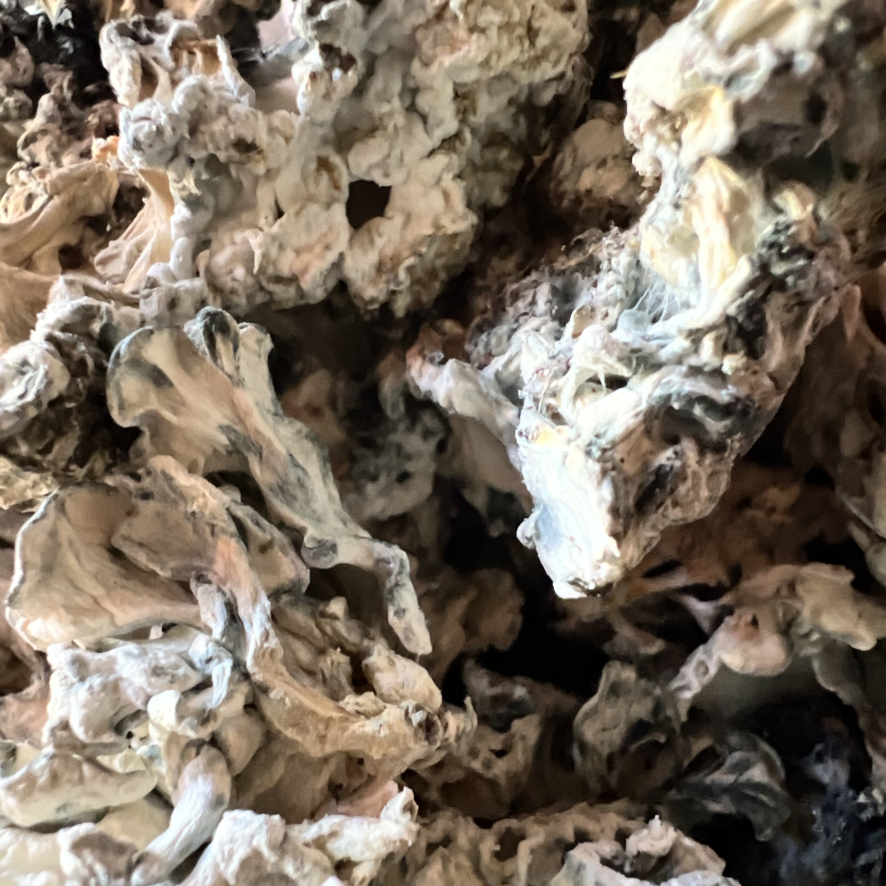 Enigma Truffles - Raw Mushroom (Super Strong)